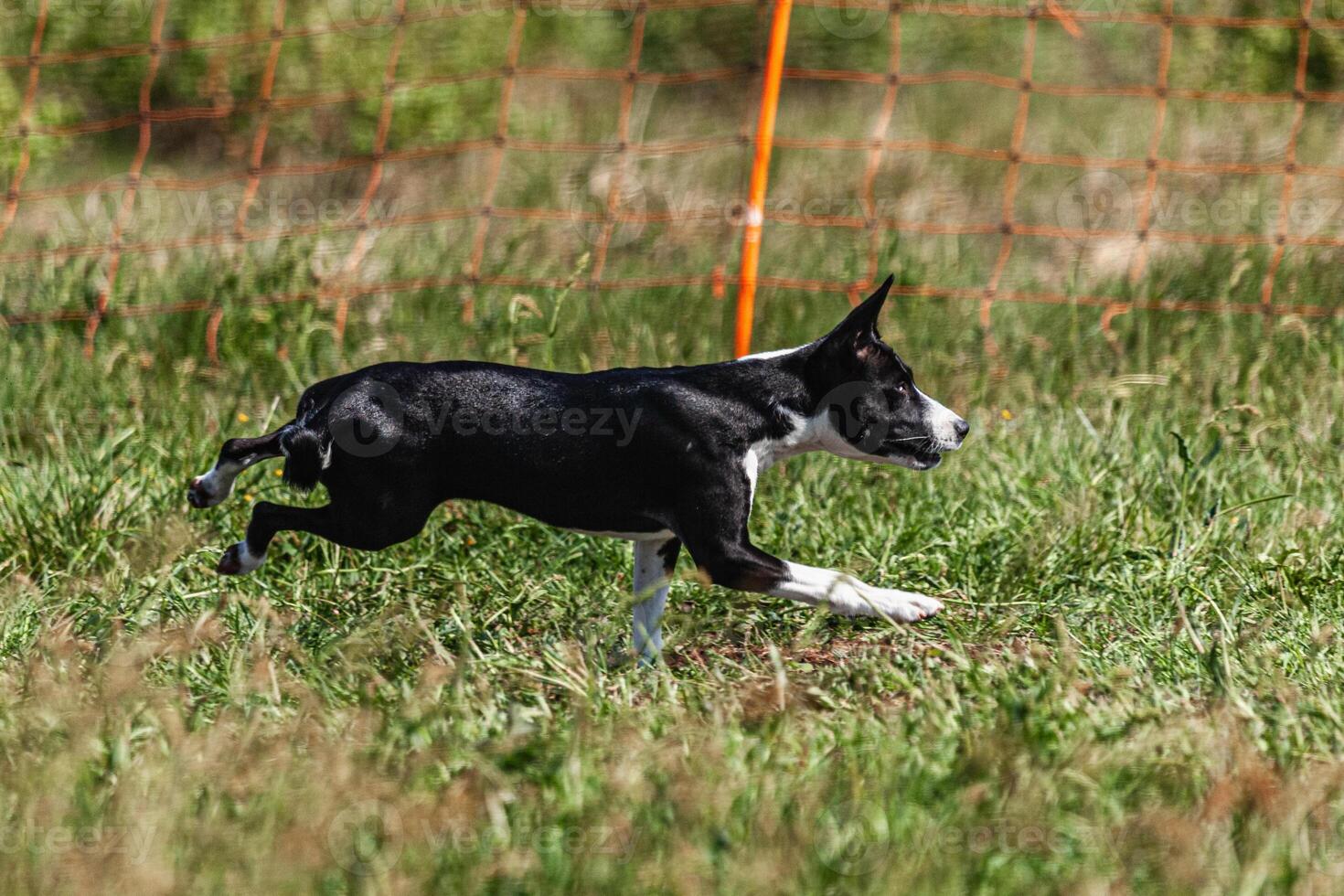 Basenji puppy black and white first time running in field on competition photo