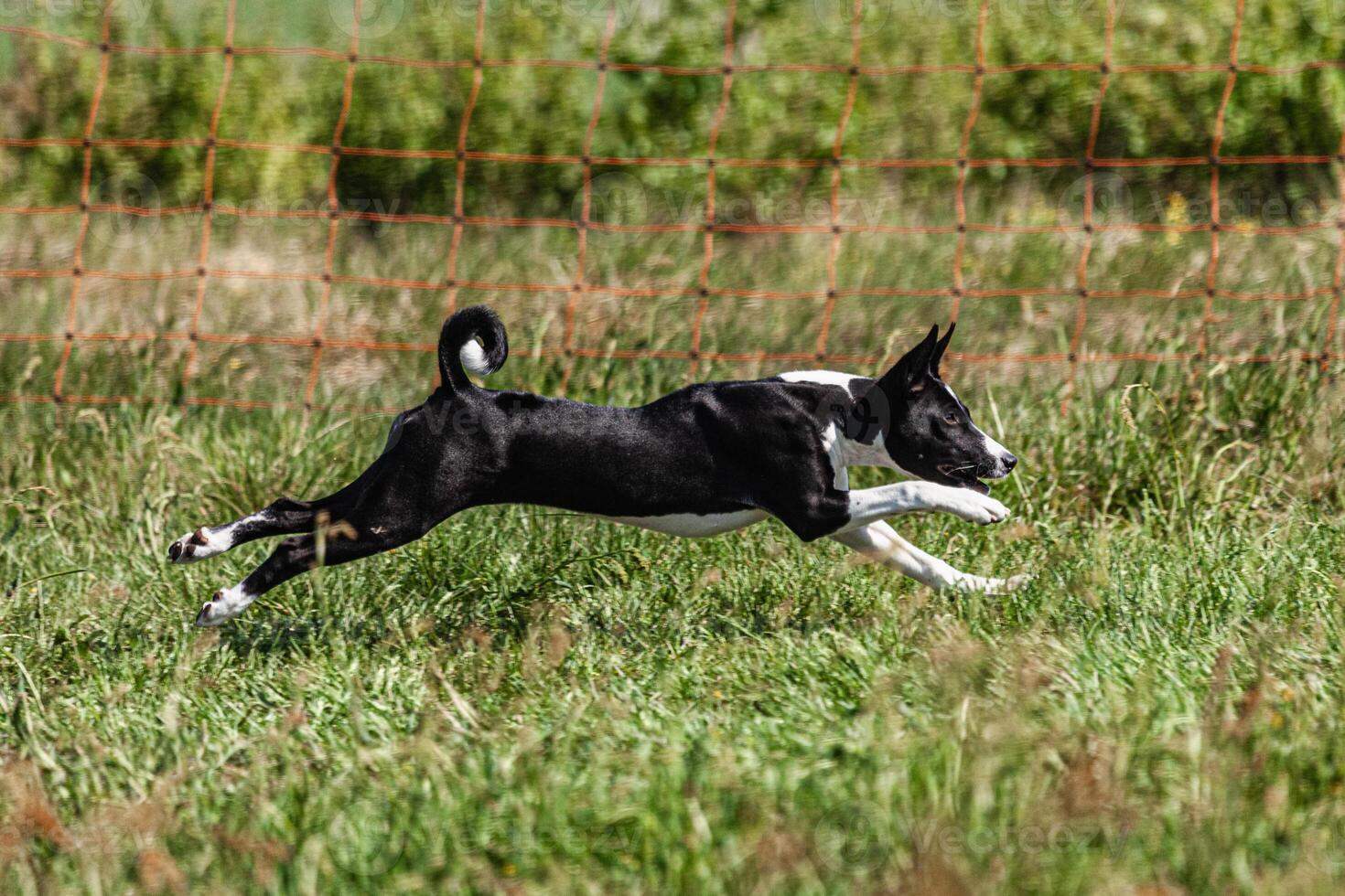 Basenji puppy black and white first time running in field on competition photo
