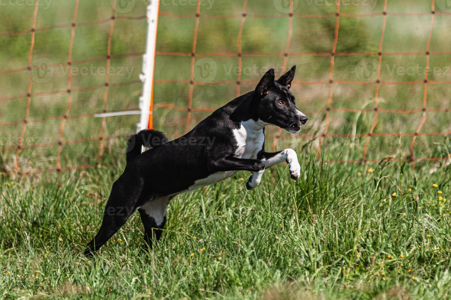 Basenji puppy black and white first time running in field on competition photo