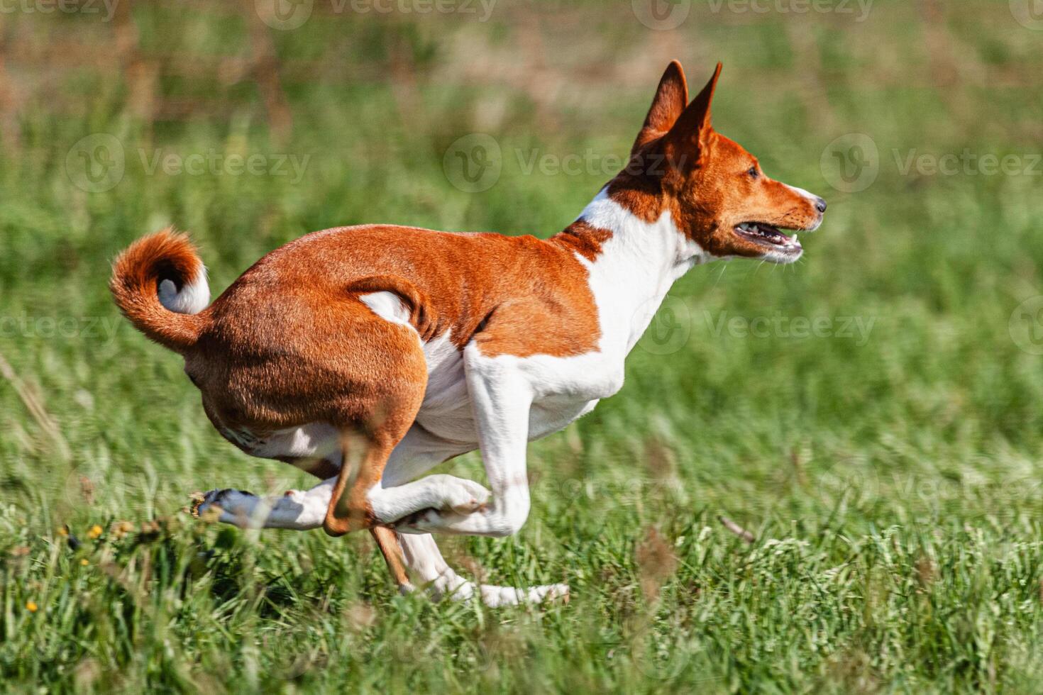 Basenji puppy red and white first time running in field on competition photo