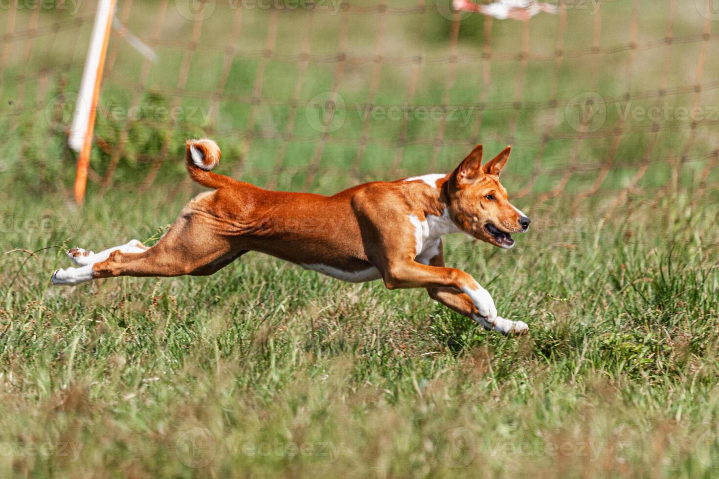 Basenji puppy red and white first time running in field on competition photo