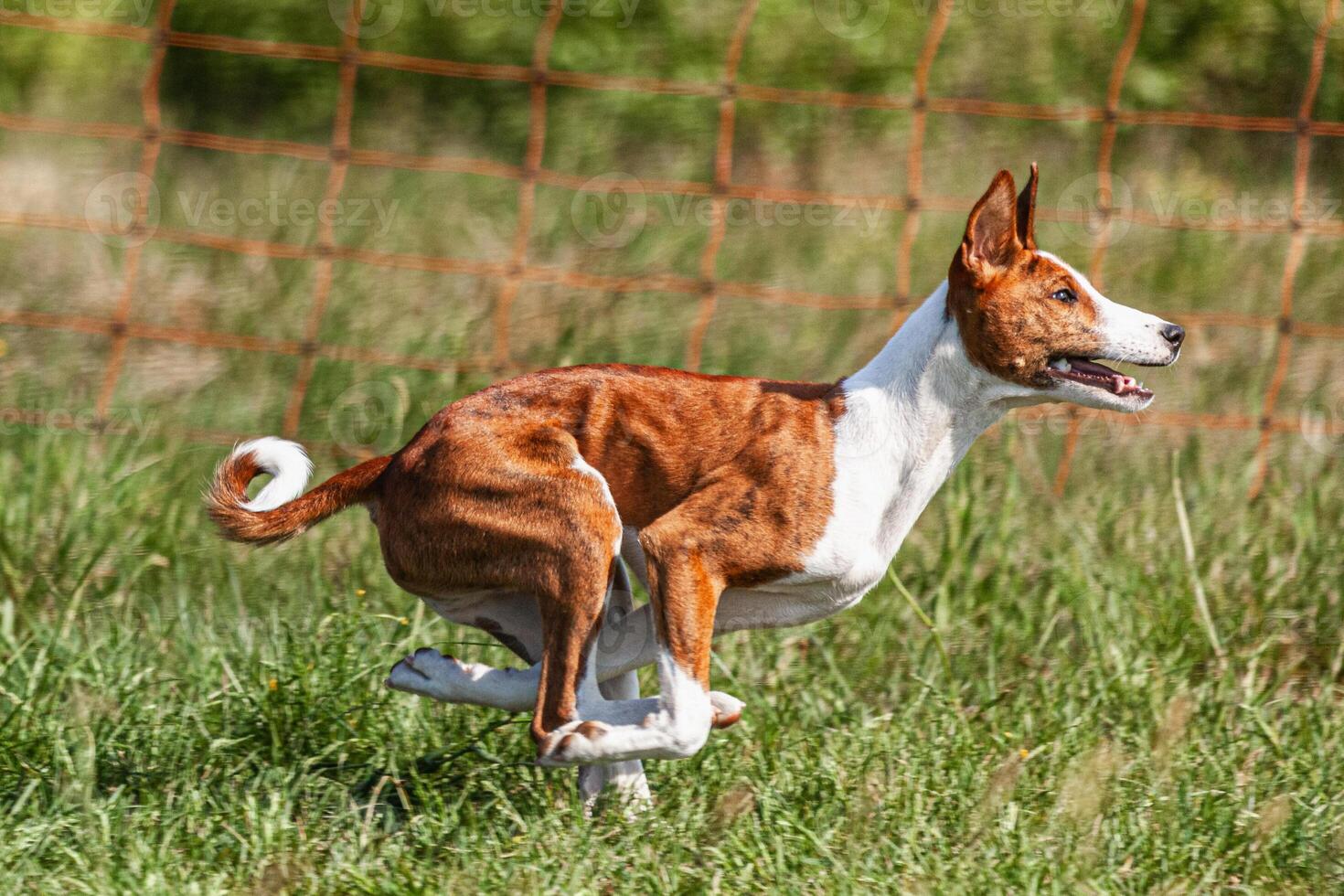 Basenji puppy red and white first time running in field on competition photo