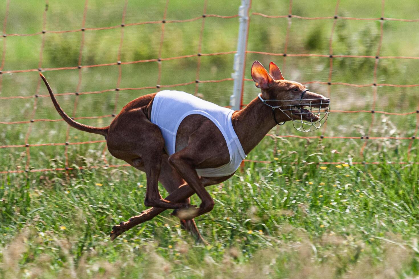 Cirneco dell etna running full speed at lure coursing sport competition photo