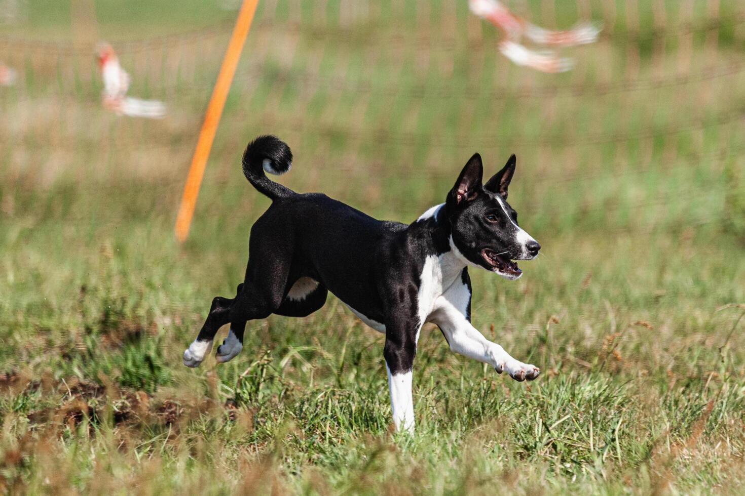 Basenji puppy black and white first time running in field on competition photo