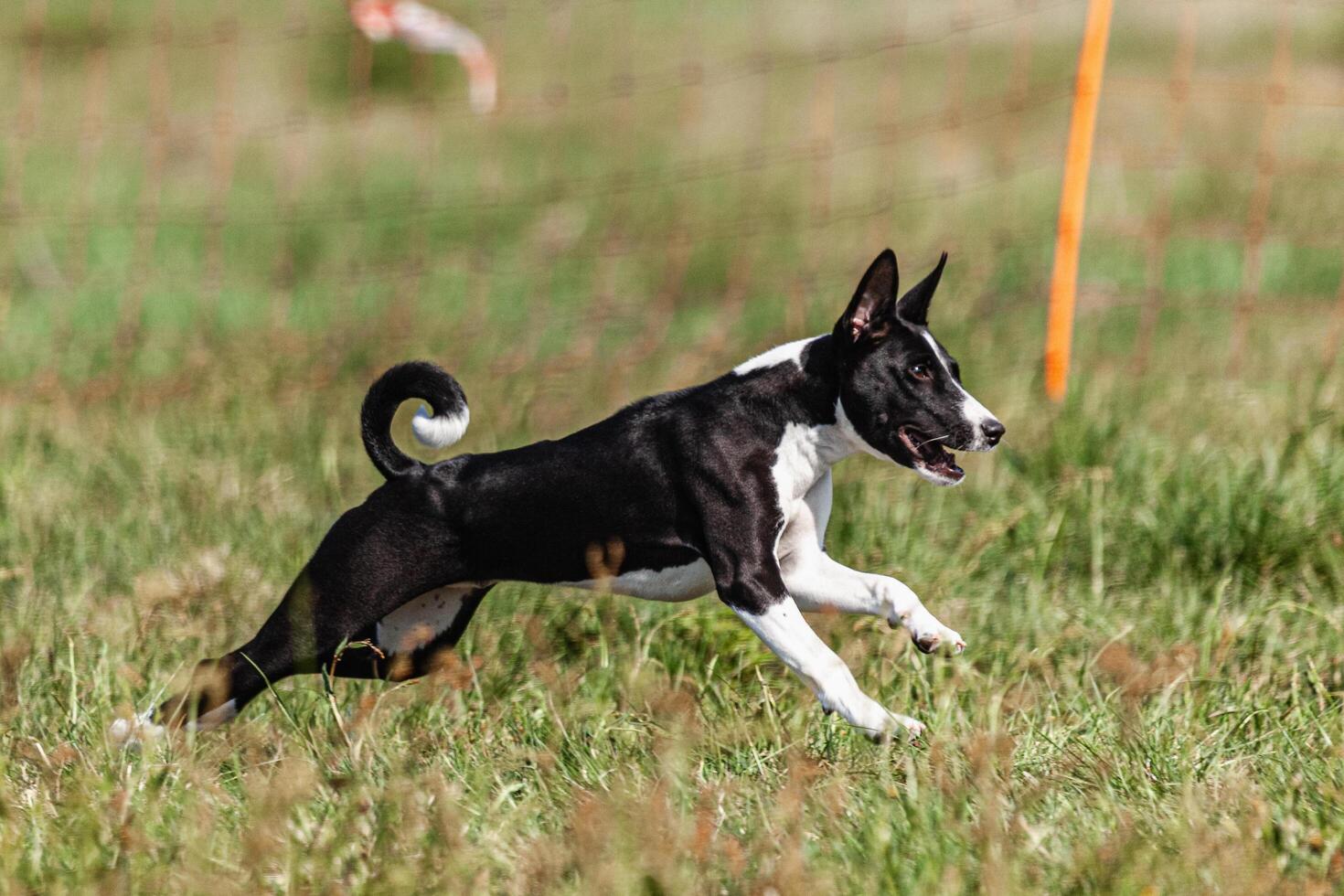 Basenji puppy black and white first time running in field on competition photo