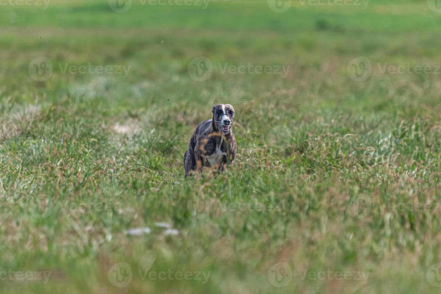 Whippet sprinter dog running and chasing lure on the field photo
