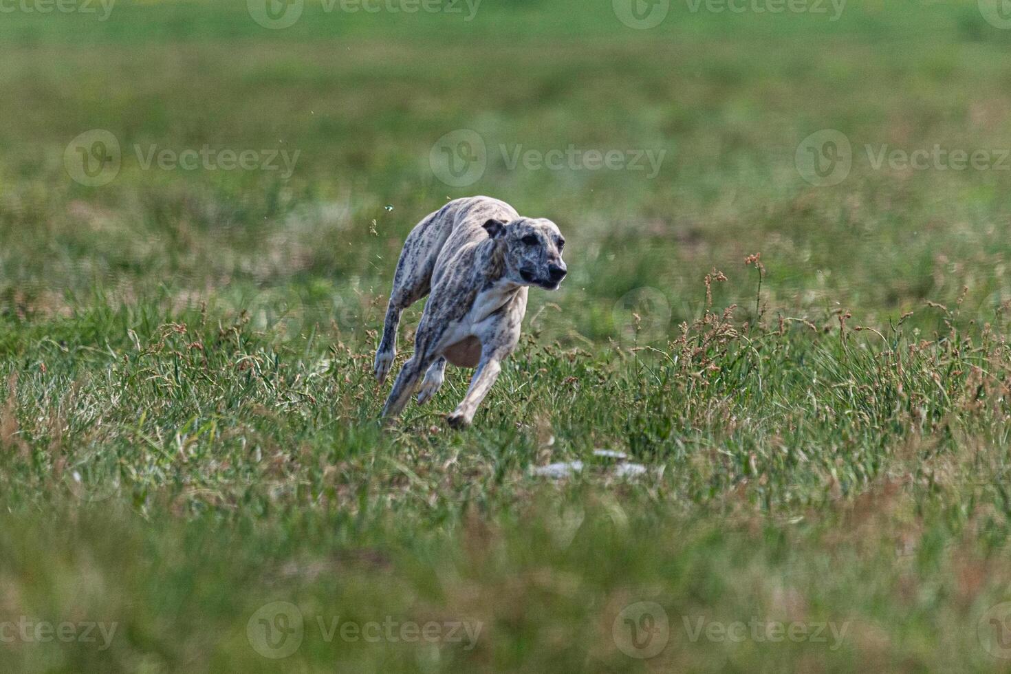 Whippet sprinter dog running and chasing lure on the field photo