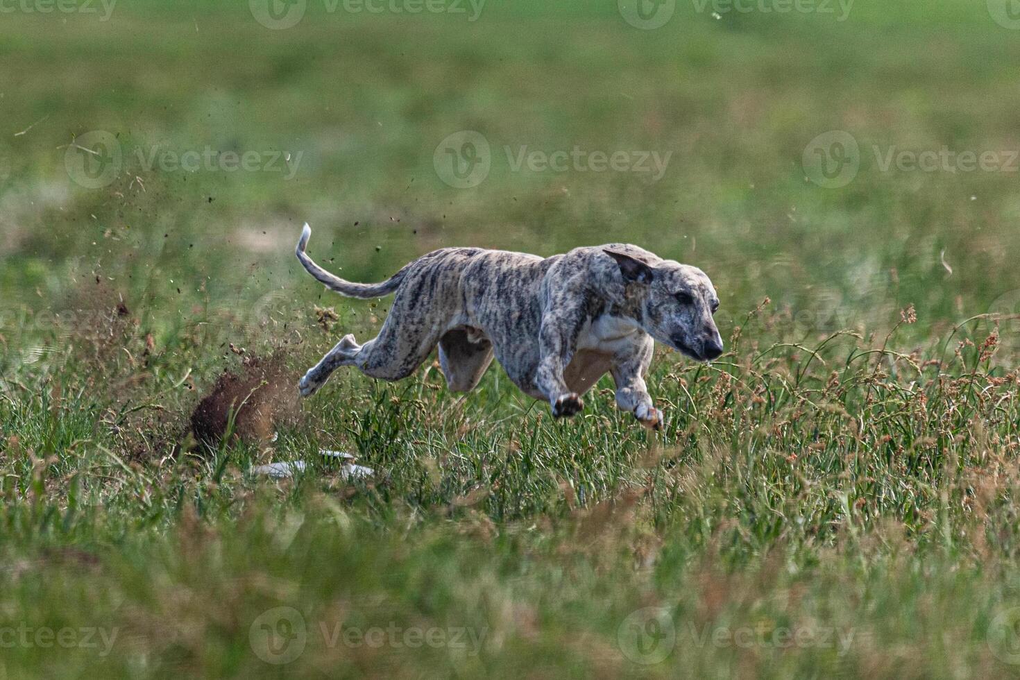 Whippet sprinter dog running and chasing lure on the field photo
