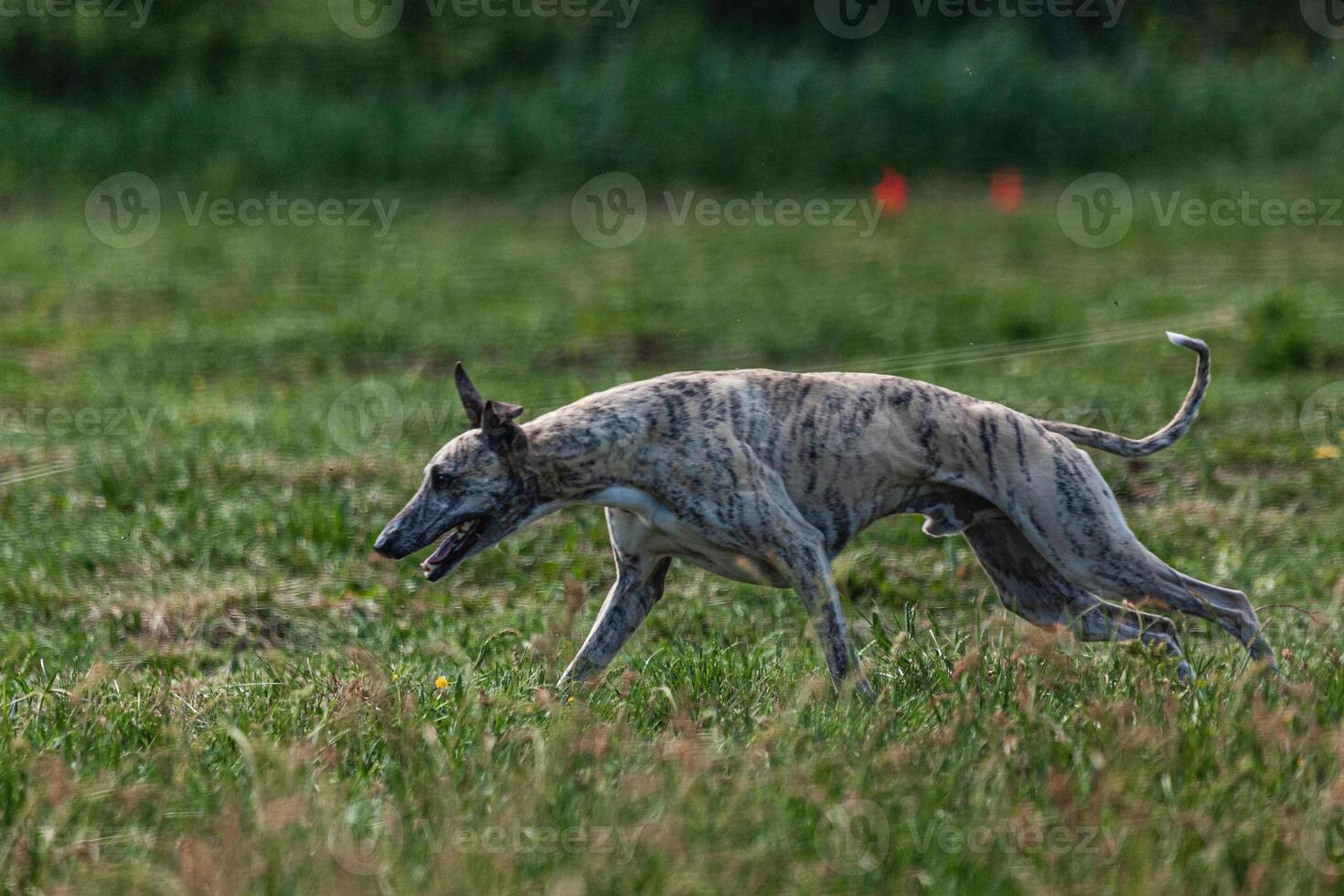 Whippet sprinter dog running and chasing lure on the field photo