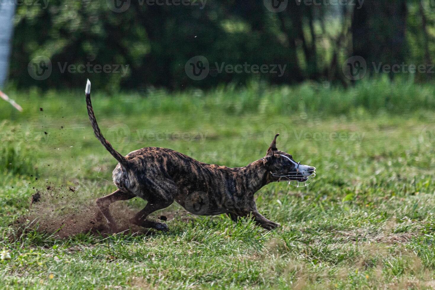 Whippet sprinter dog running and chasing lure on the field photo