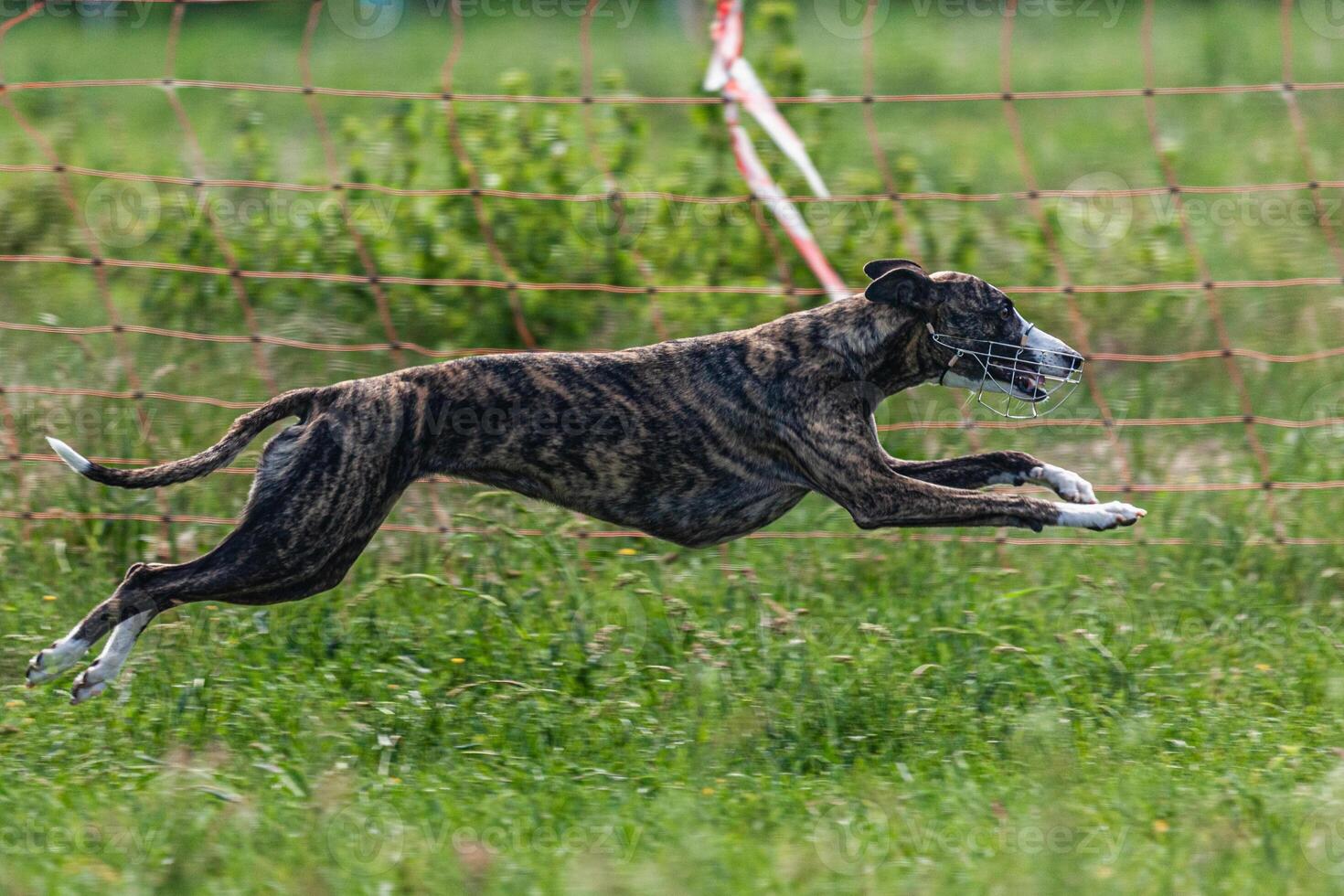 Whippet sprinter dog running and chasing lure on the field photo