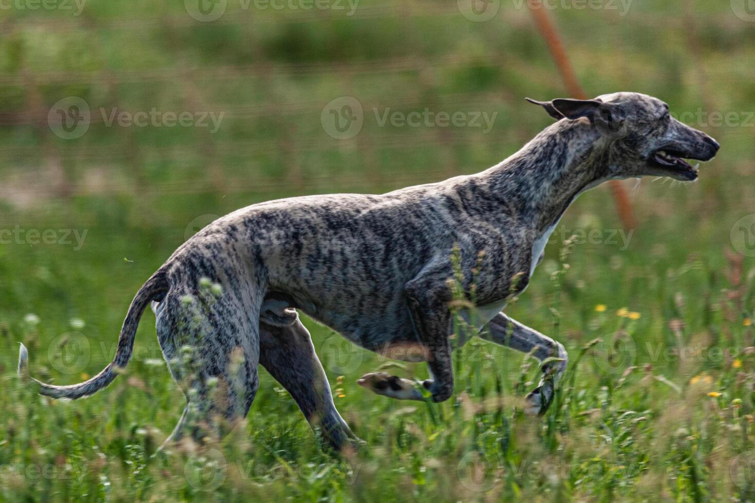 Whippet sprinter dog running and chasing lure on the field photo