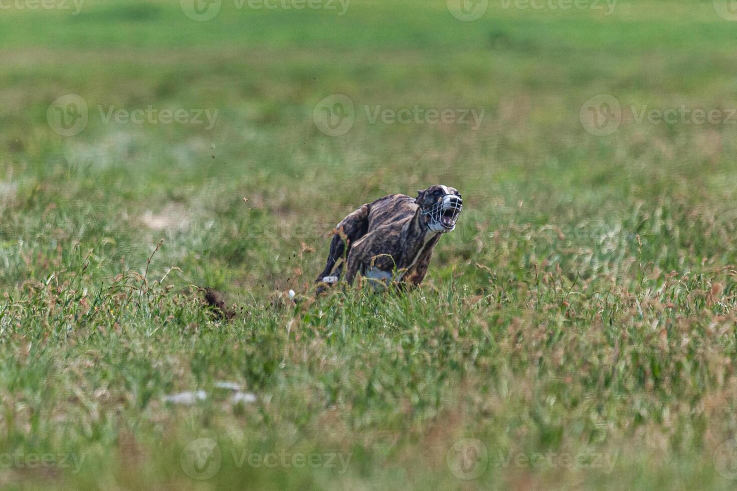 Whippet sprinter dog running and chasing lure on the field photo