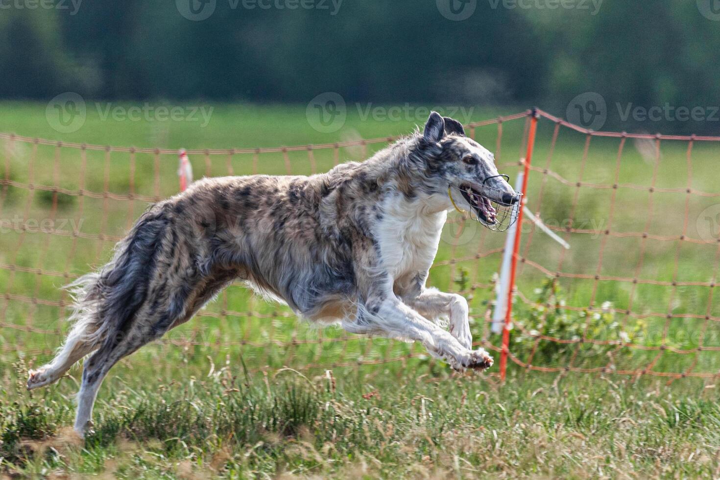 Borzoi dog running and chasing lure on green field at competition photo