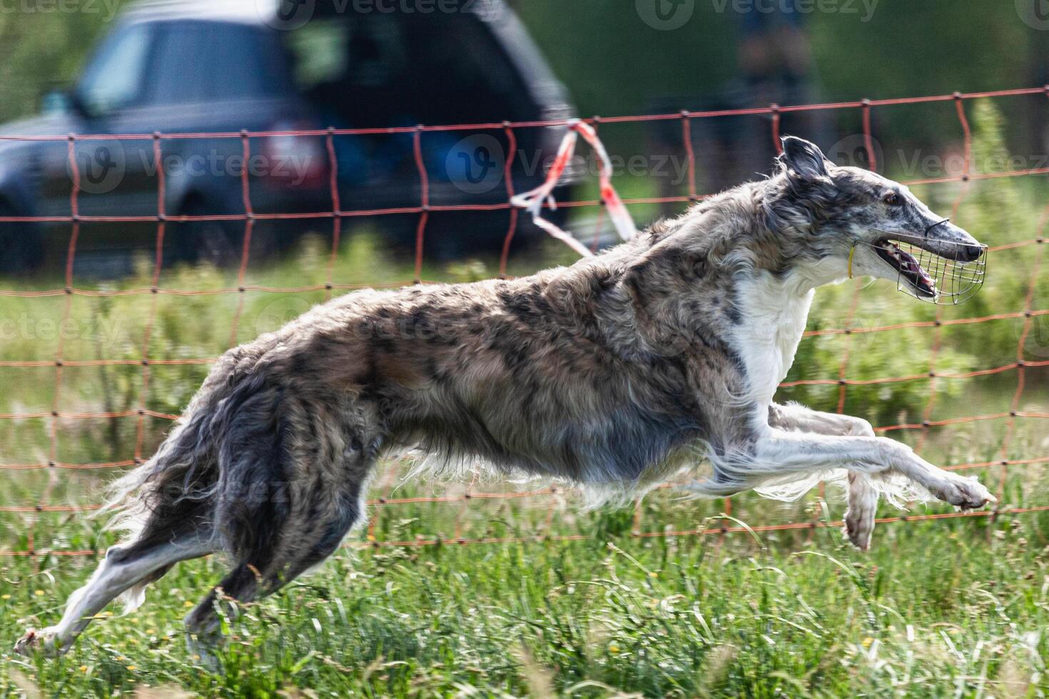 Borzoi dog running and chasing lure on green field at competition photo