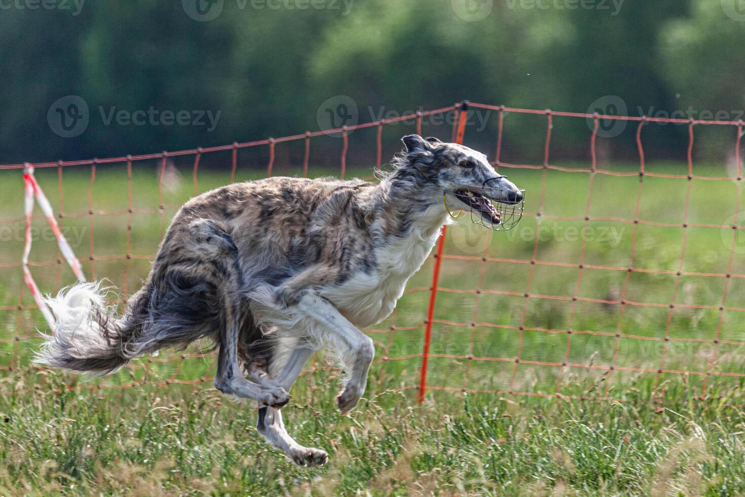 Borzoi dog running and chasing lure on green field at competition photo