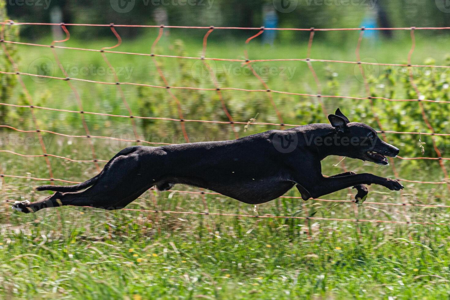 Whippet sprinter dog running and chasing lure on the field photo