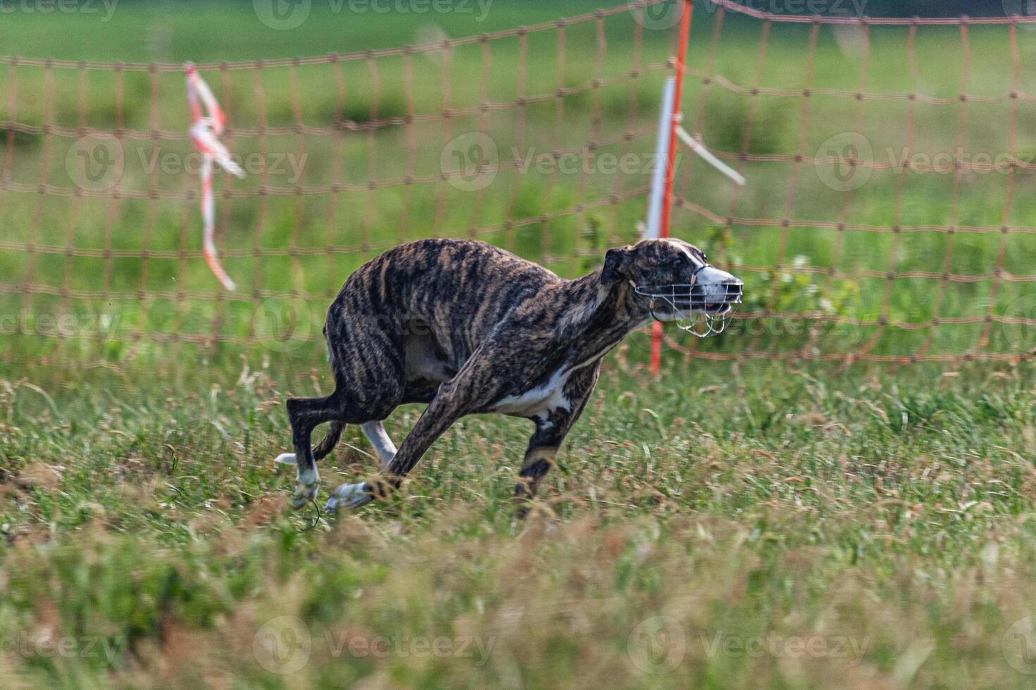 Whippet sprinter dog running and chasing lure on the field photo