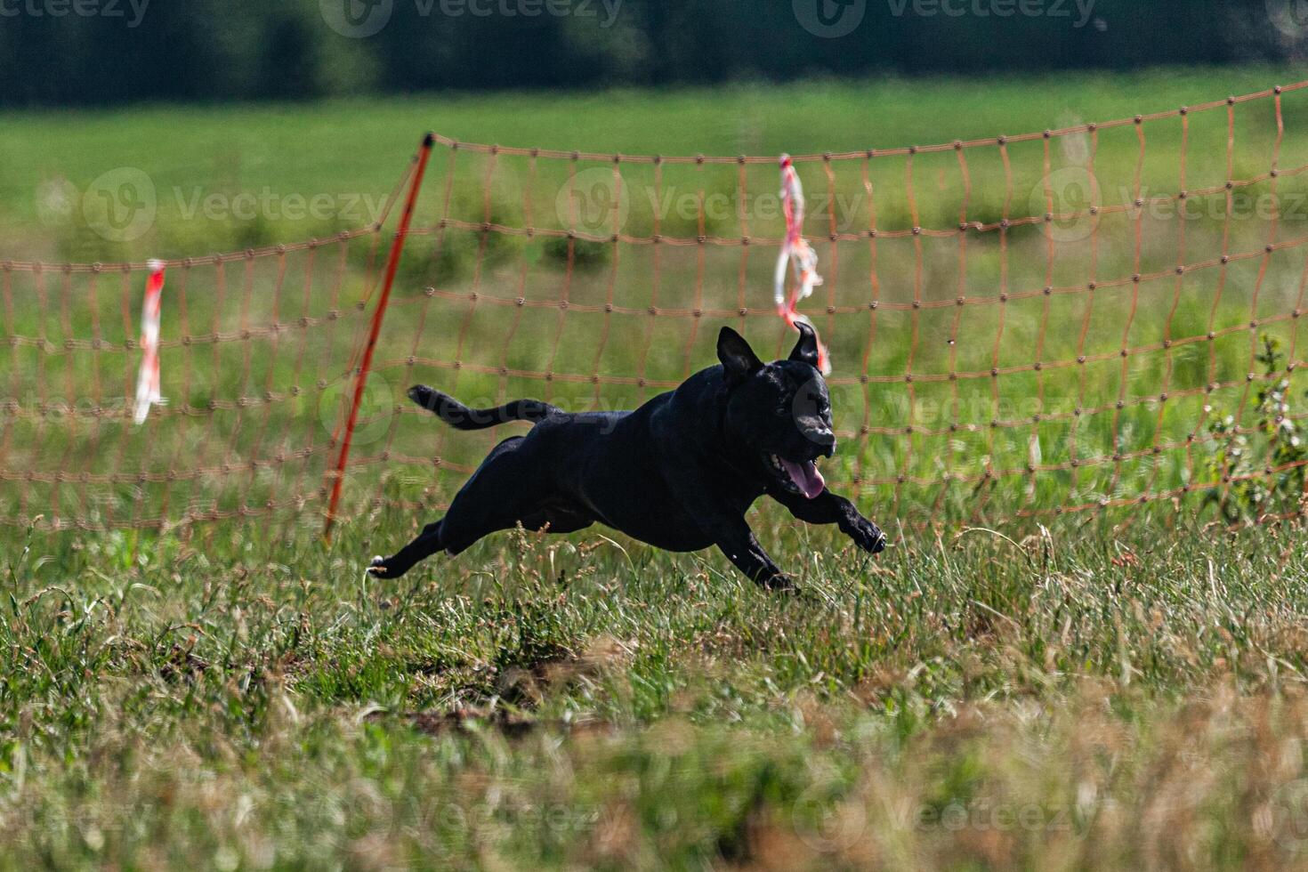 Dog running and chasing coursing lure on green field at competition photo