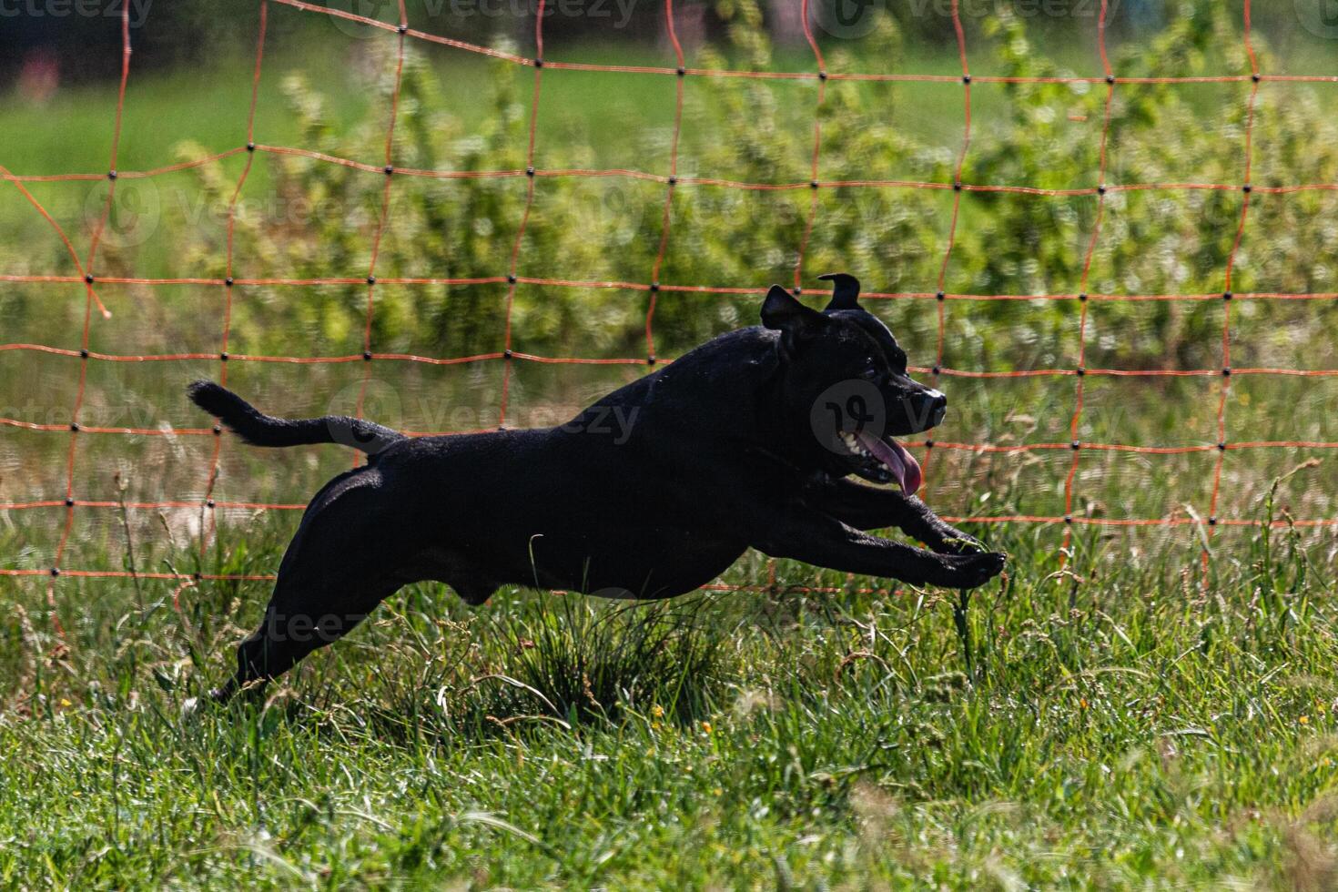 Dog running and chasing coursing lure on green field at competition photo