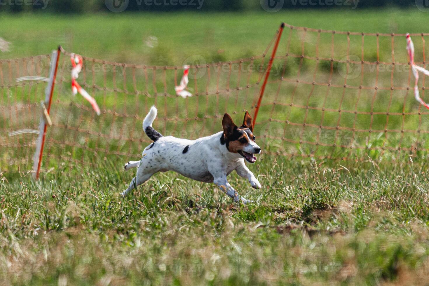 Dog running and chasing coursing lure on green field at competition photo