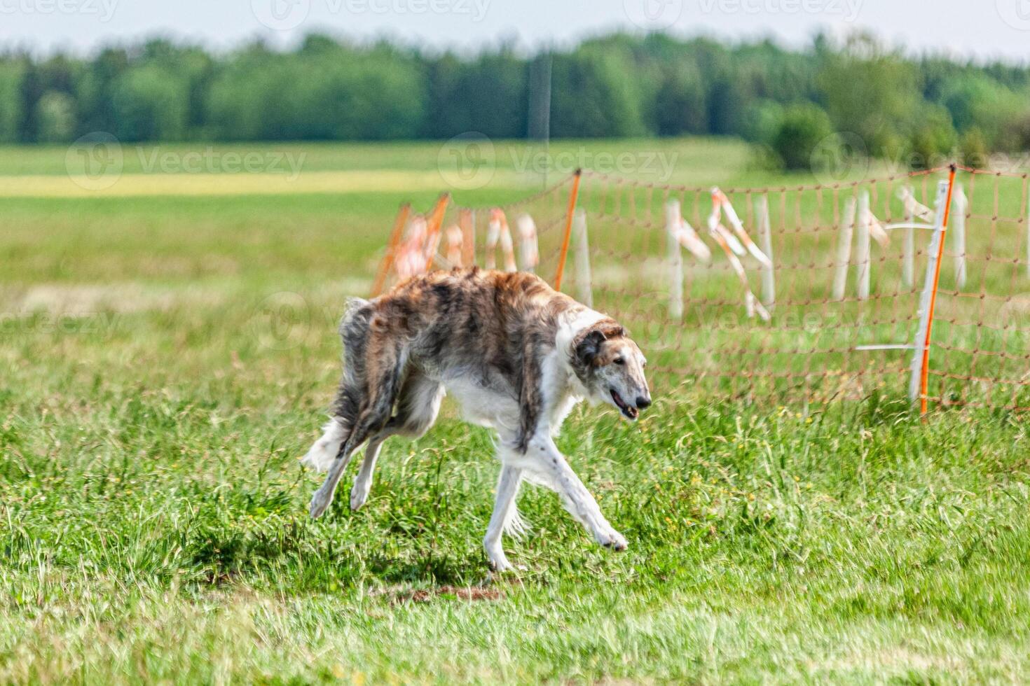 Borzoi dog running and chasing lure on green field at competition photo