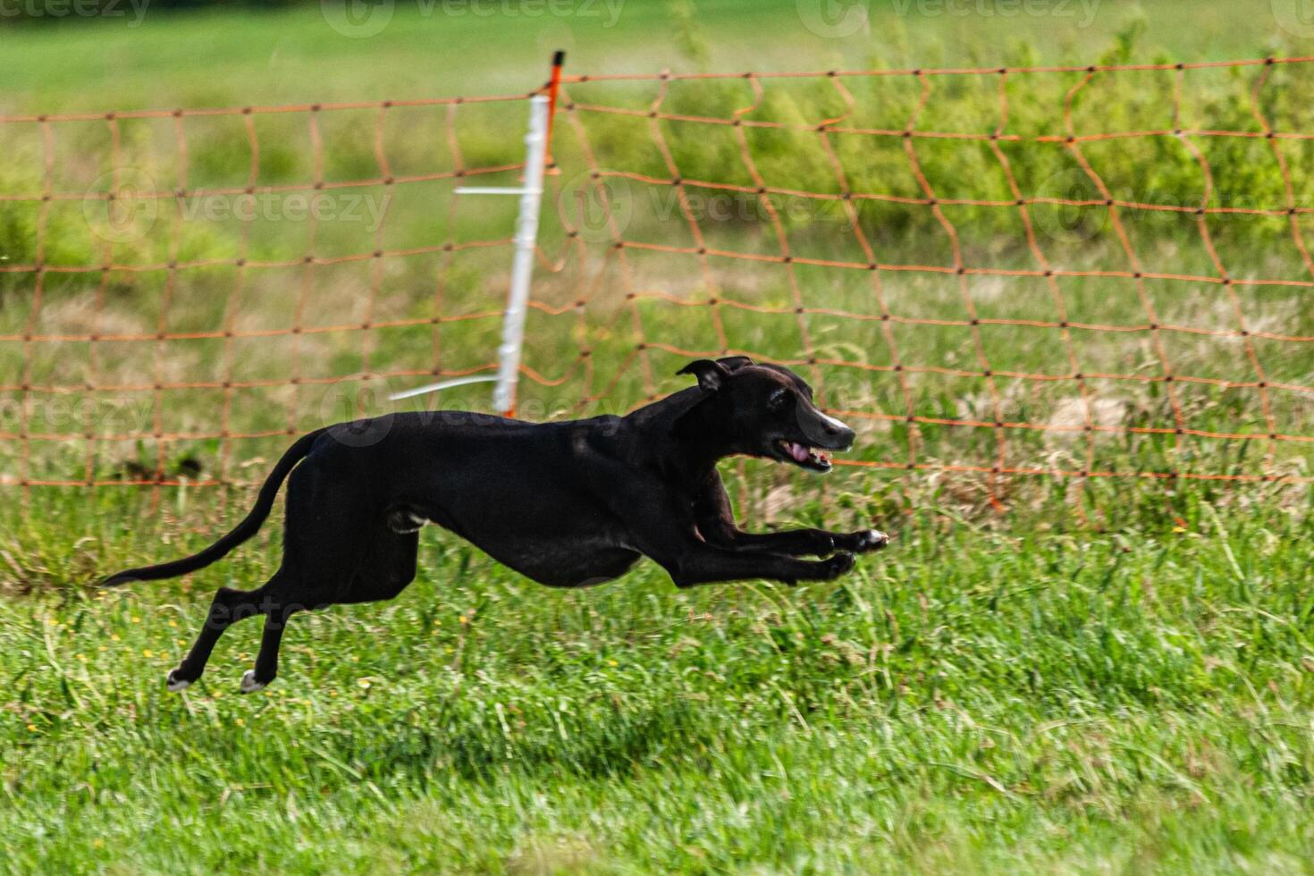 Whippet sprinter dog running and chasing lure on the field photo
