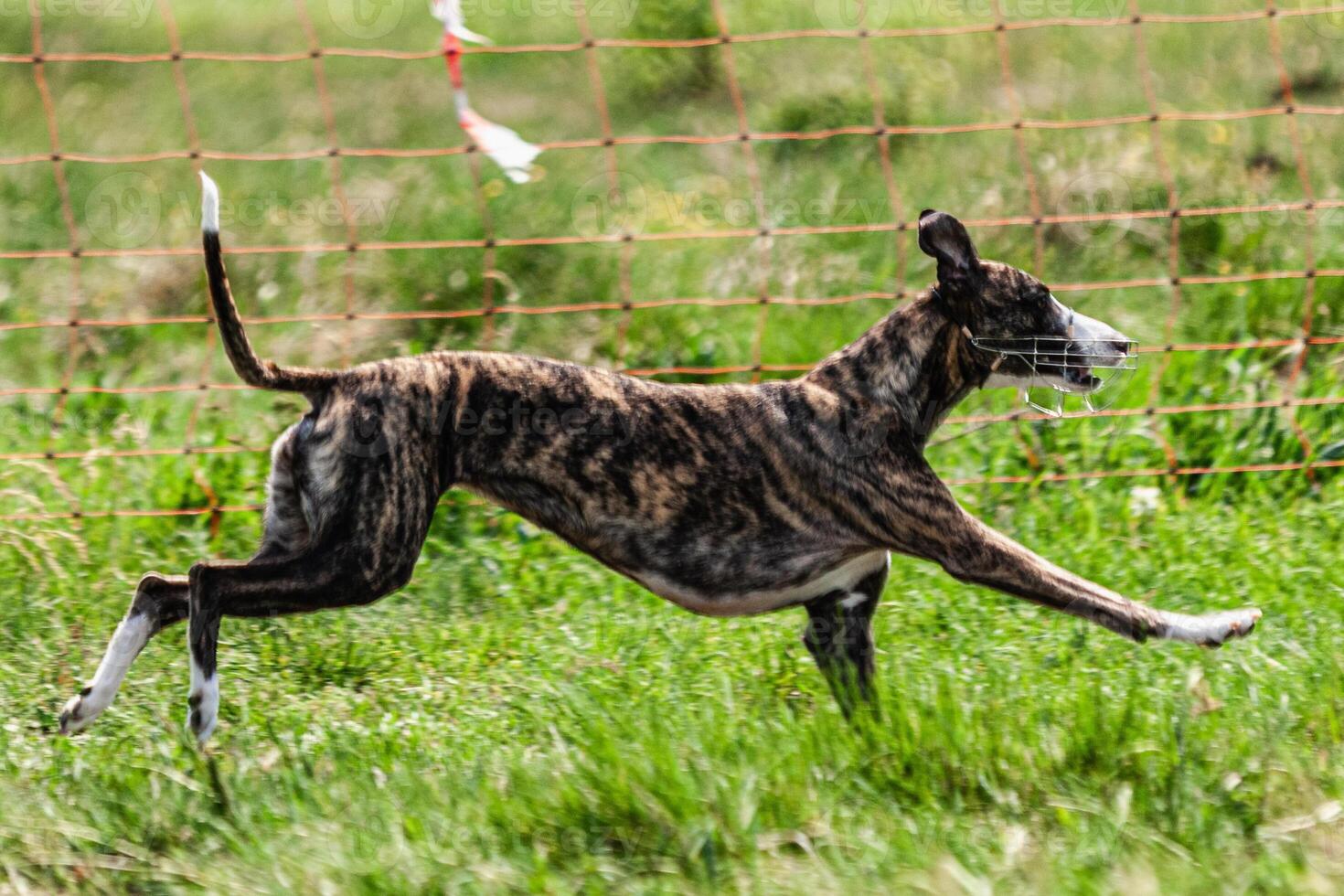 Whippet sprinter dog running and chasing lure on the field photo