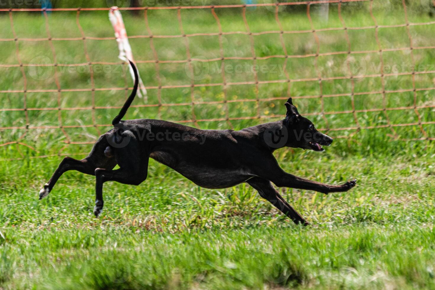 Whippet sprinter dog running and chasing lure on the field photo