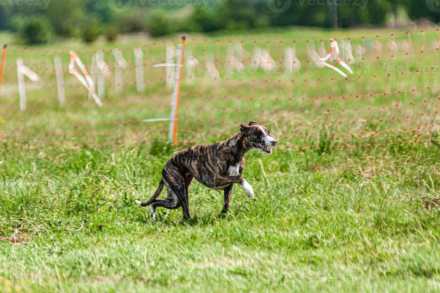 Whippet sprinter dog running and chasing lure on the field photo