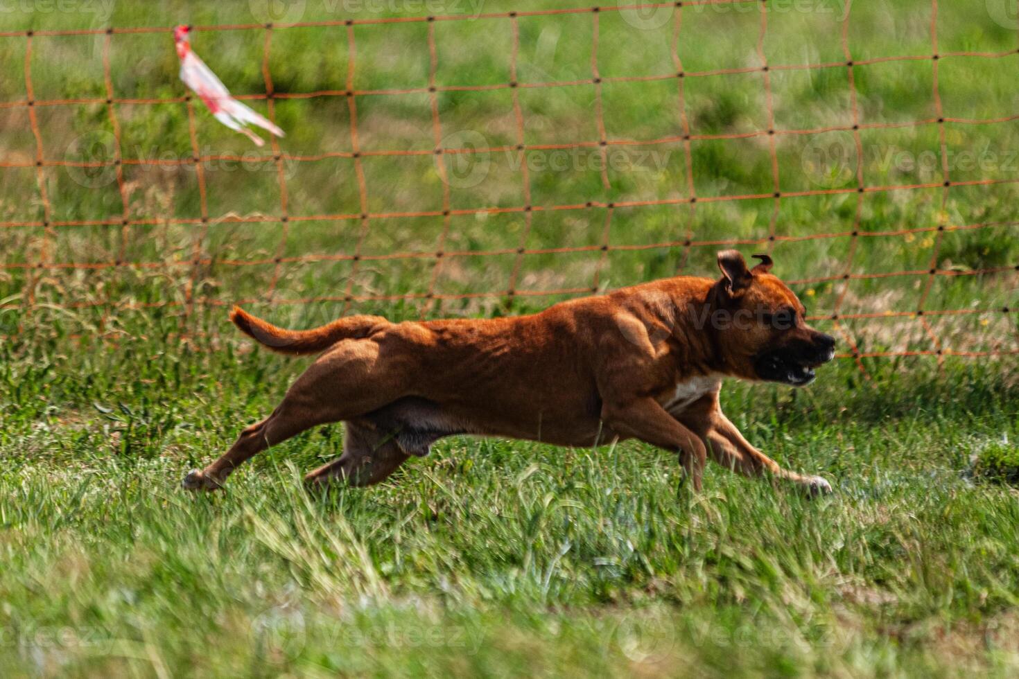 Dog running and chasing coursing lure on green field at competition photo