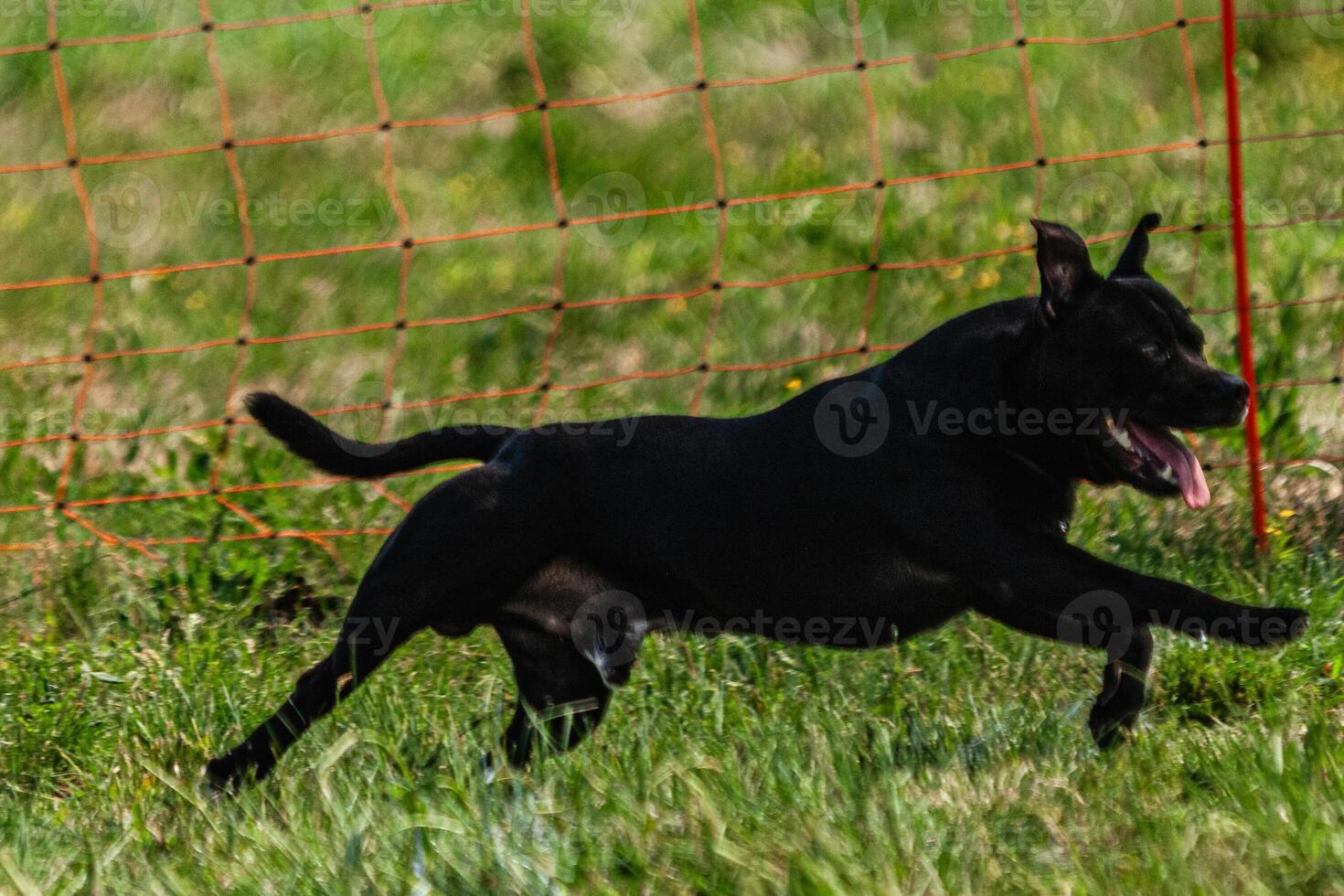 Dog running and chasing coursing lure on green field at competition photo