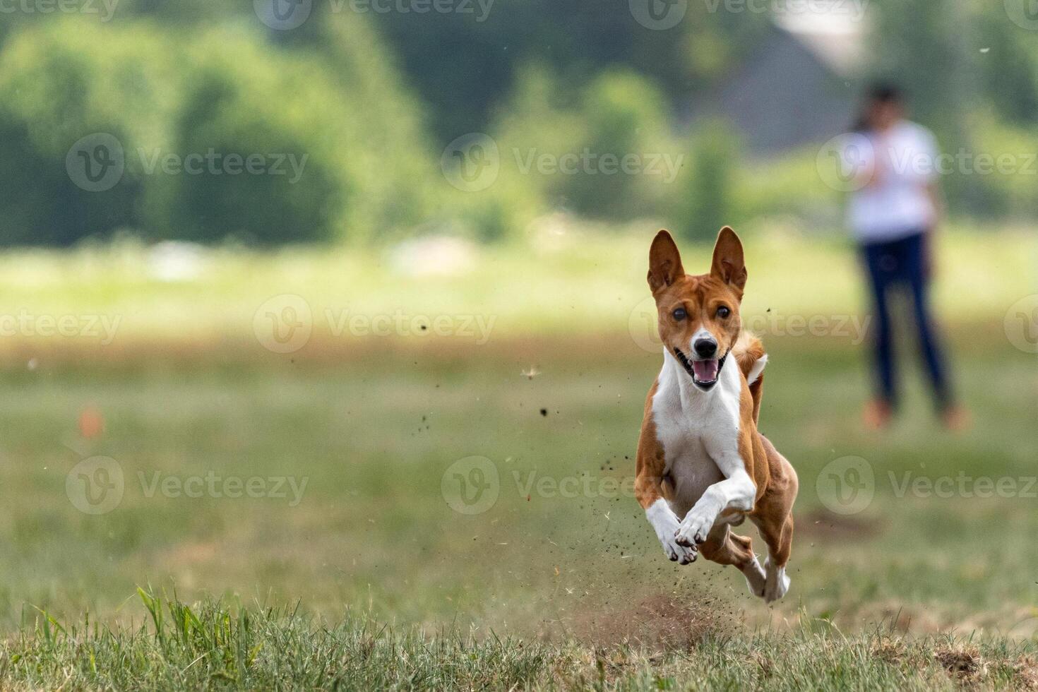 Basenji running full speed at lure coursing sport photo