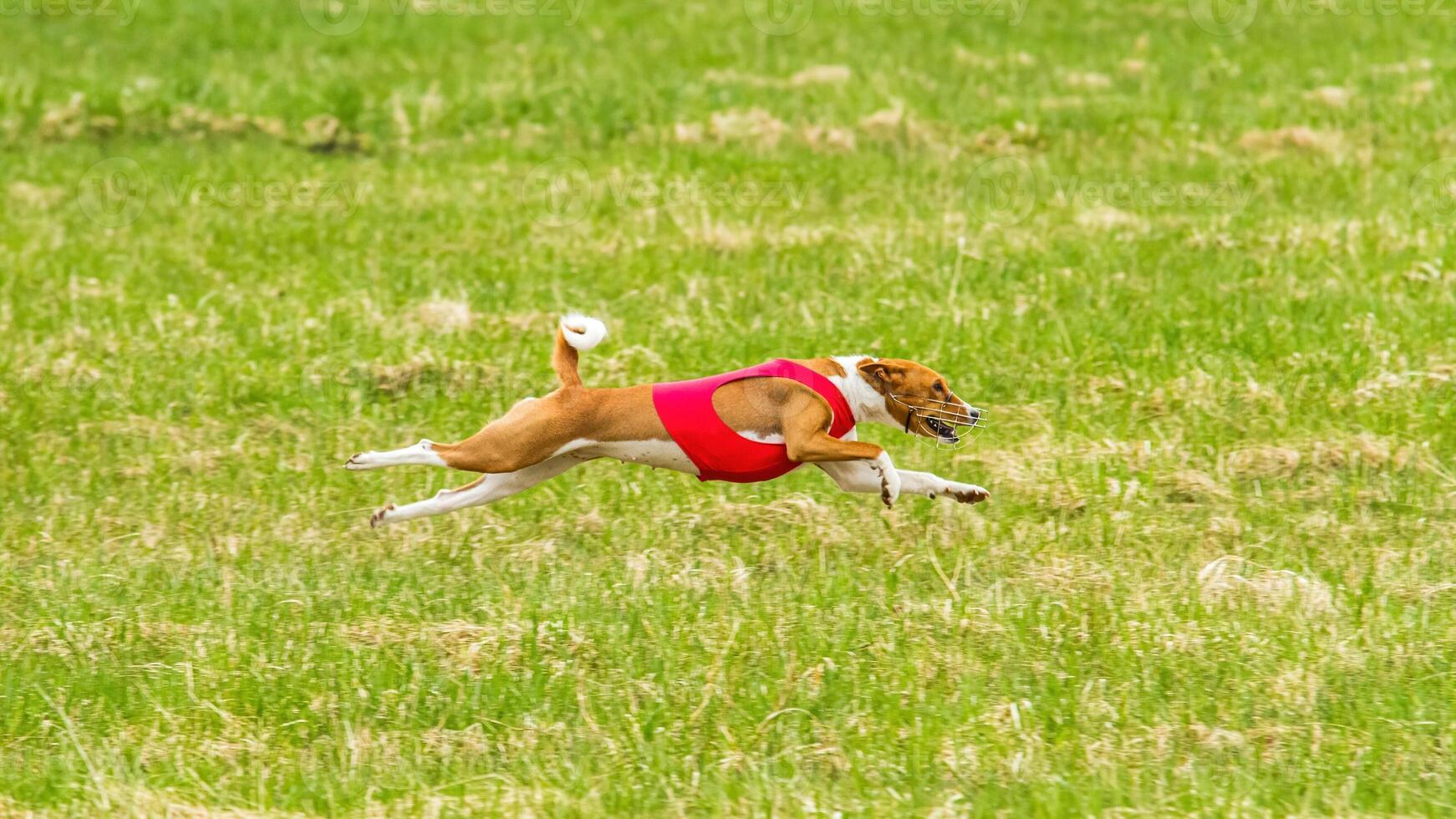 Basenji in red shirt flying in the field on lure coursing competition photo