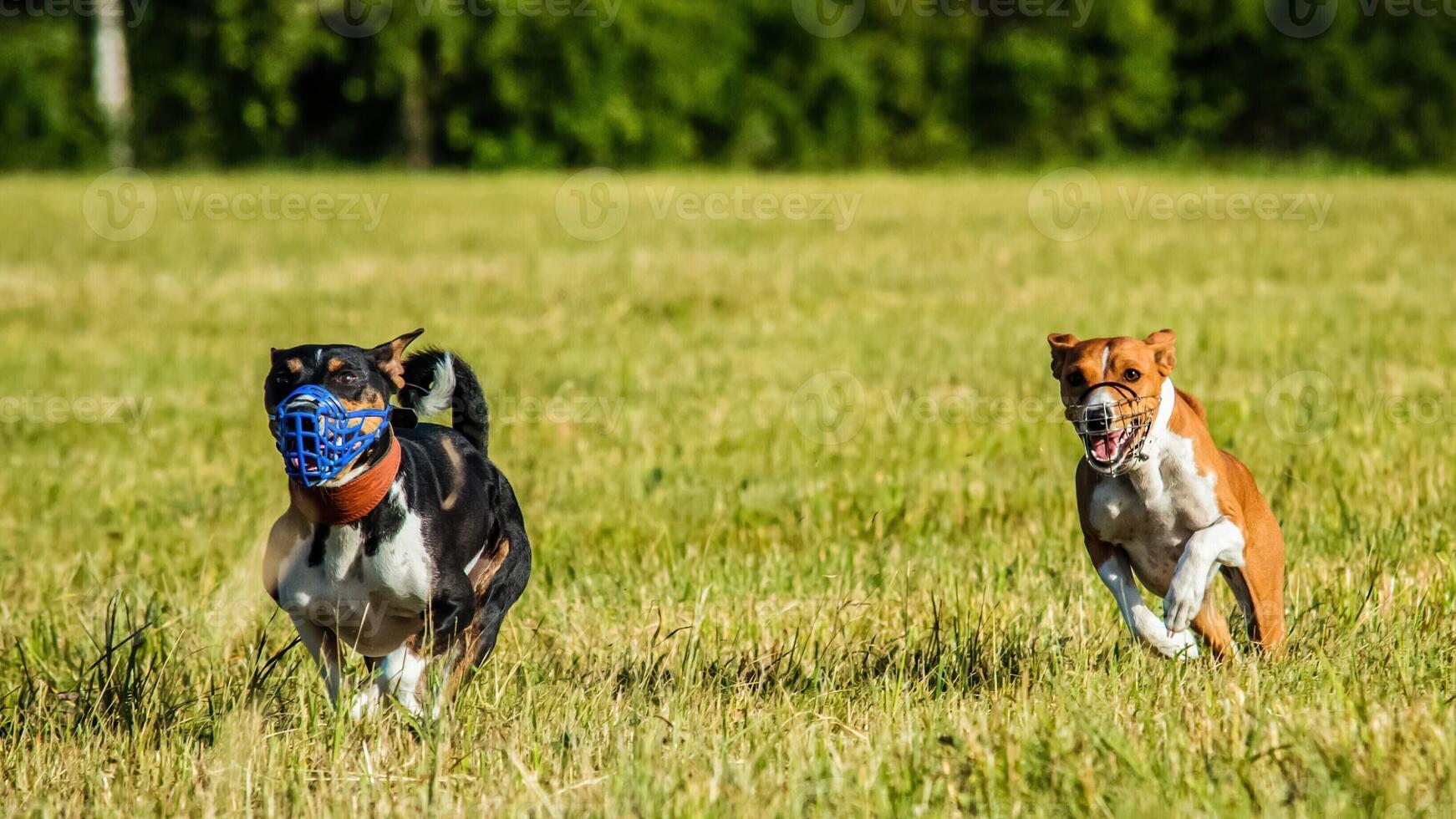 Two basenji dogs running in the field on lure coursing competition photo