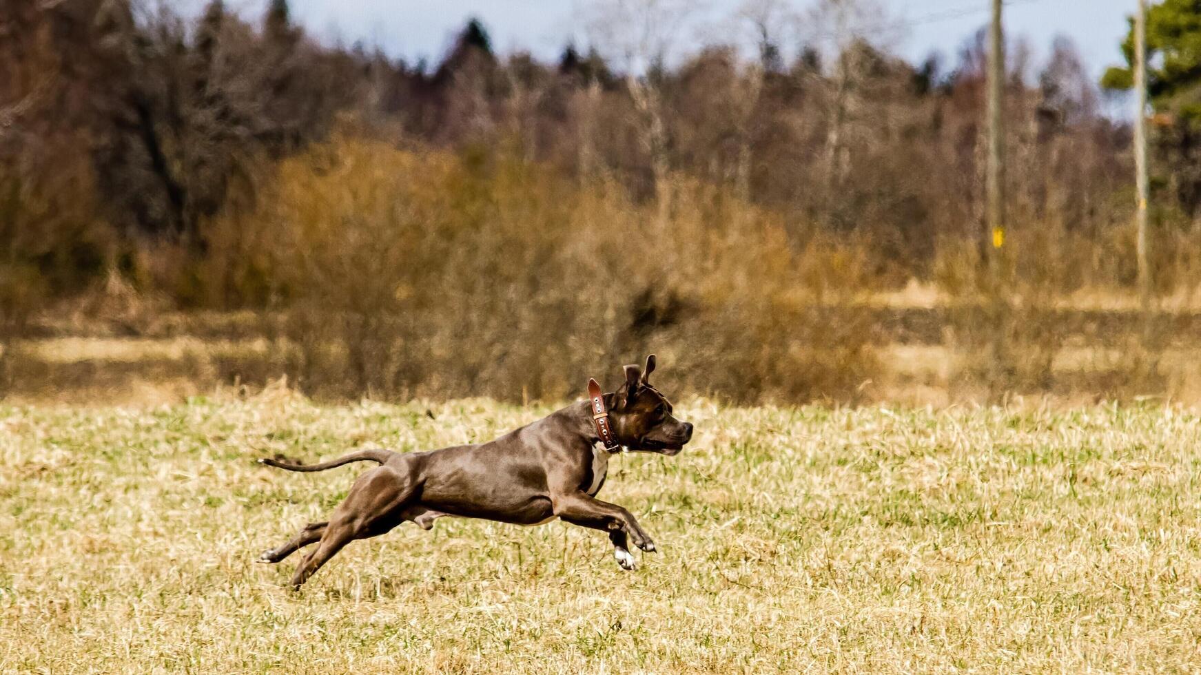 Staffordshire Bull Terrier running in the field photo
