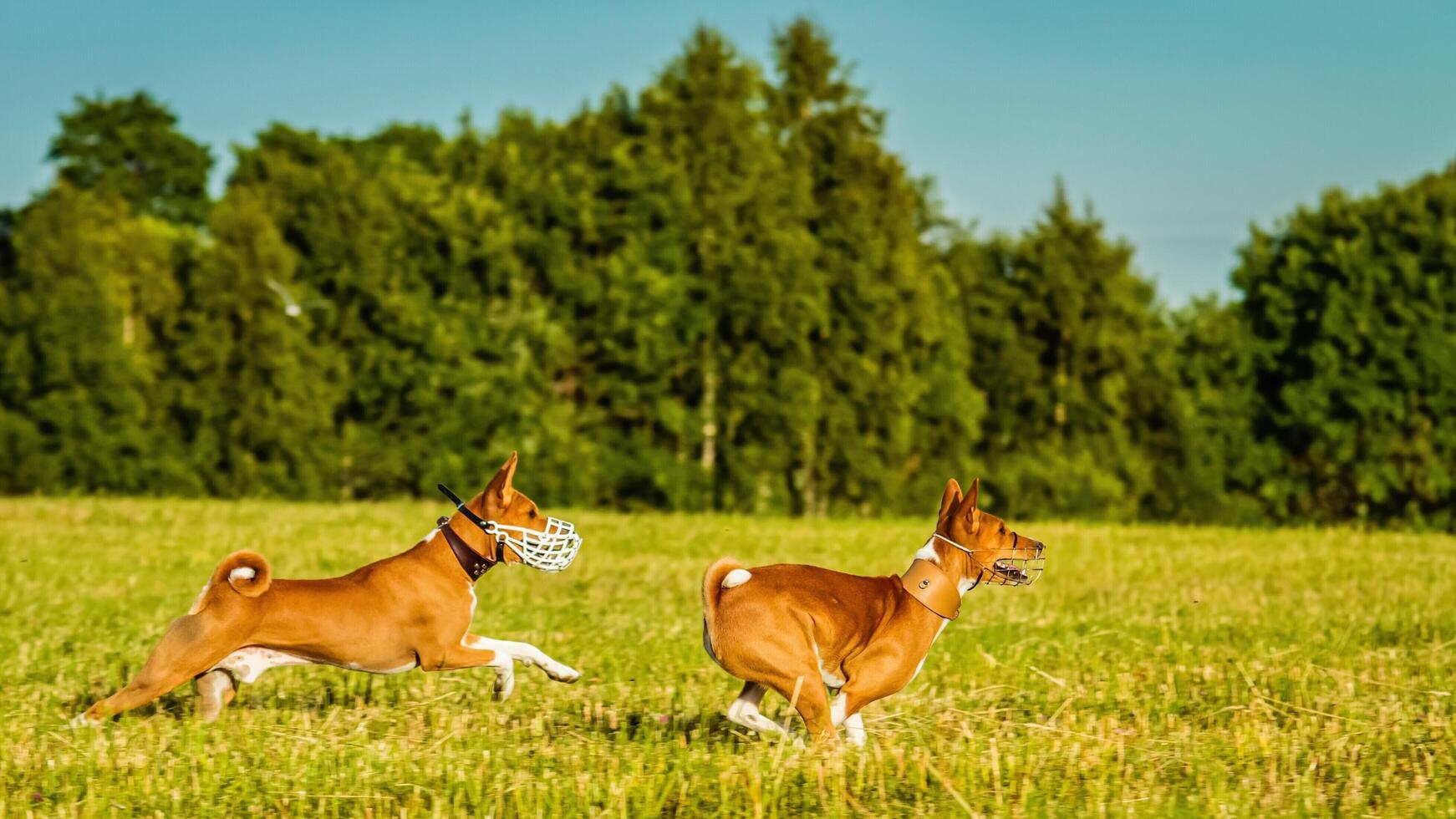 Two basenji dogs running in the field on lure coursing competition photo