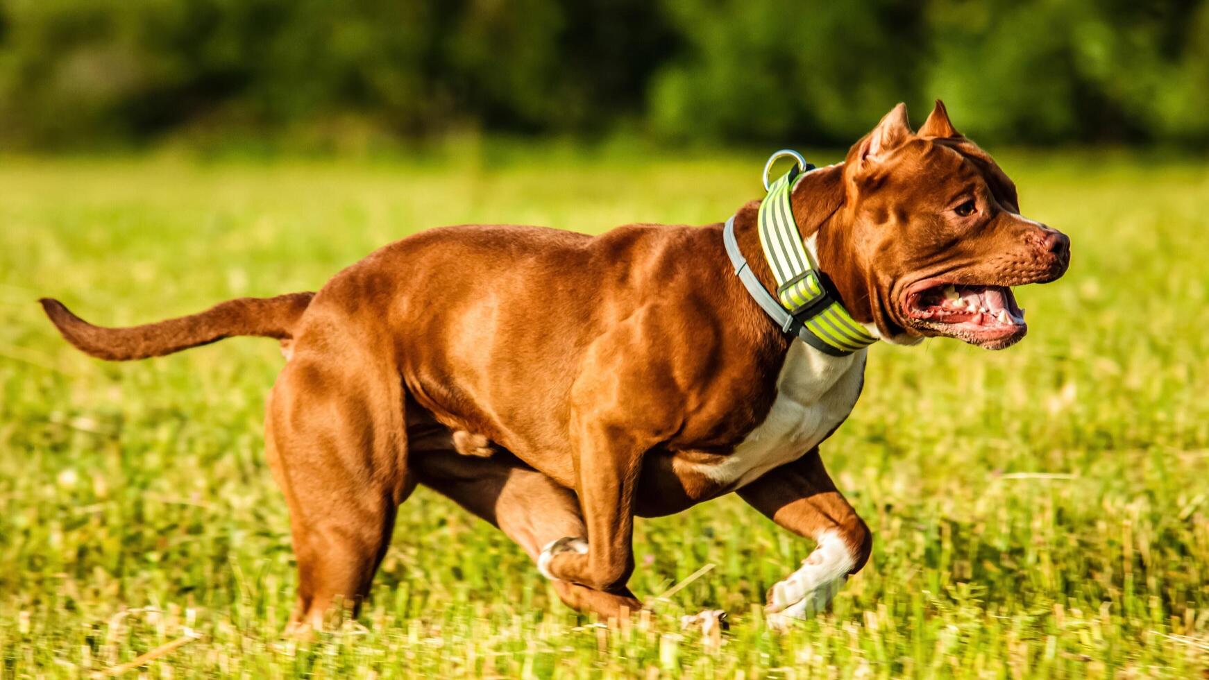 American Pit Bull running in the field on coursing competition photo