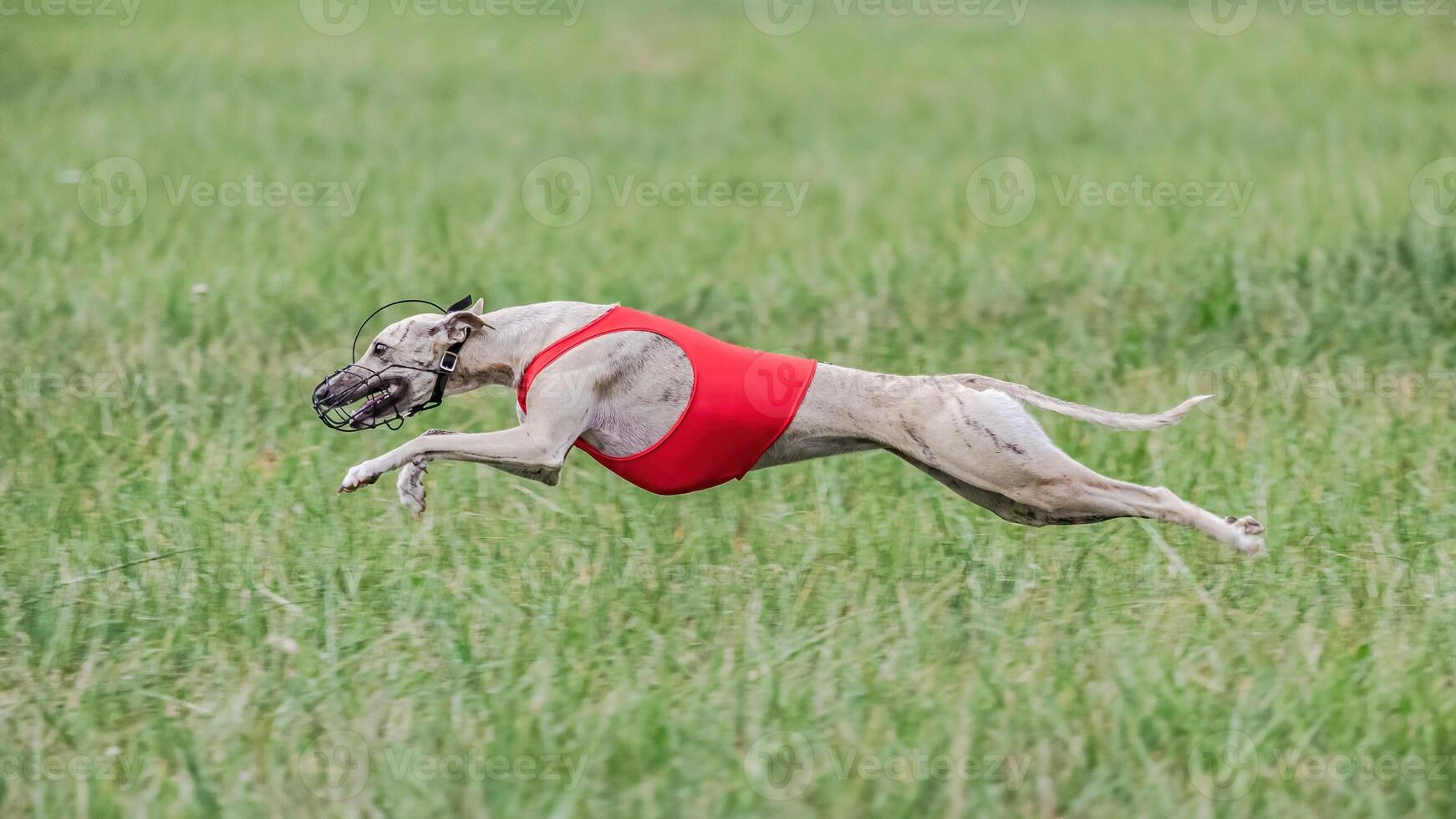 Whippet in red shirt running in the field on lure coursing competition photo