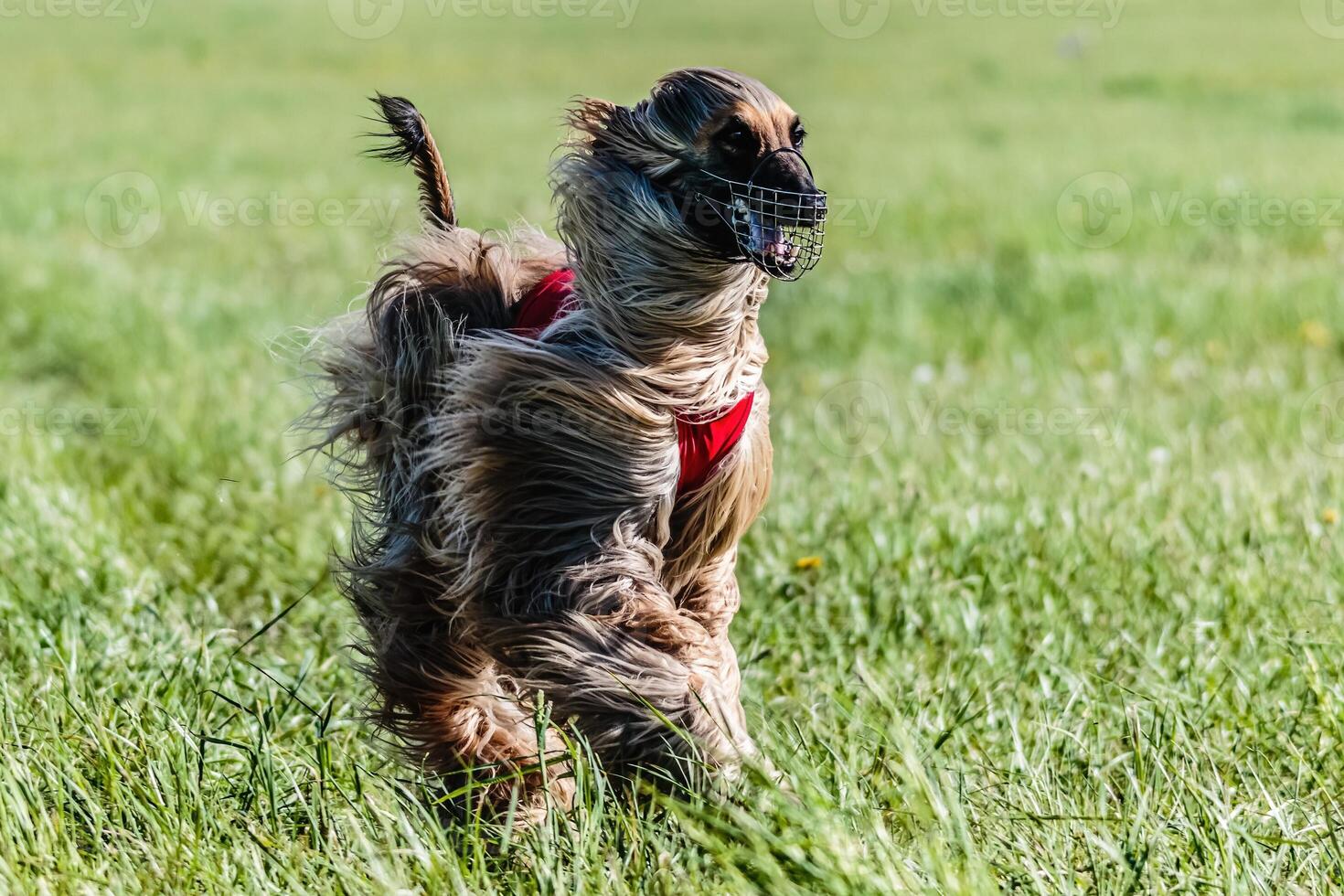 Saluki in red shirt running in the field on lure coursing competition photo