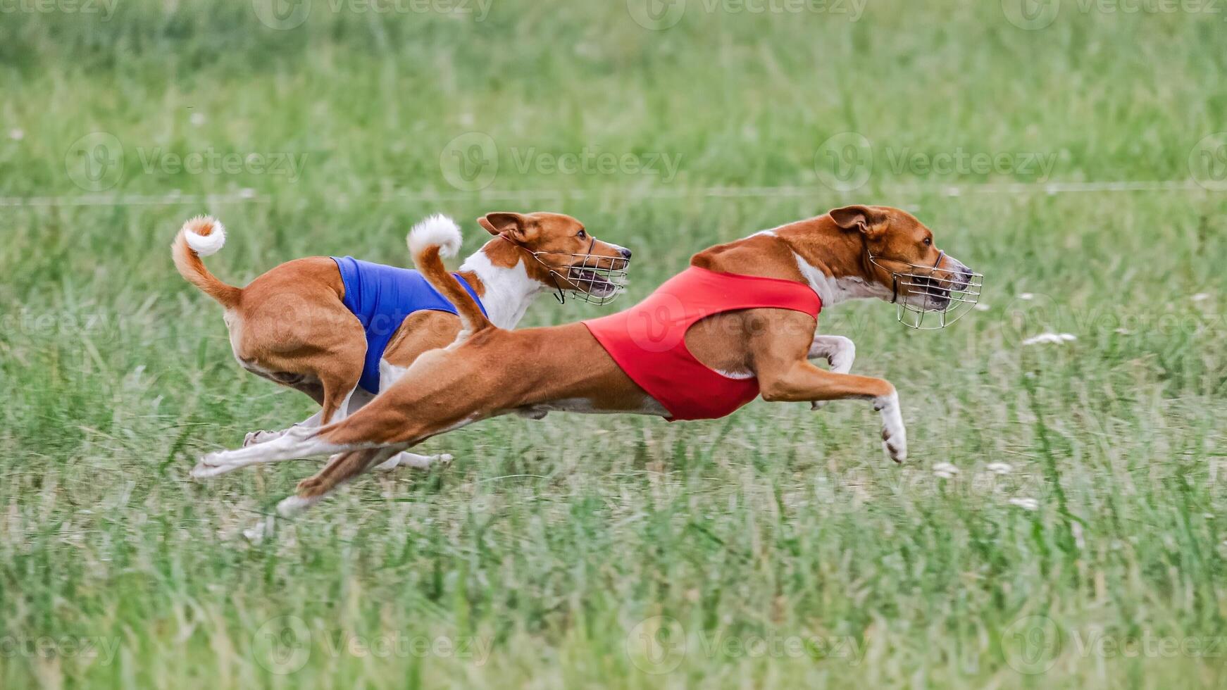 Two basenji dogs in red and blue shirts running in the field on lure coursing competition photo