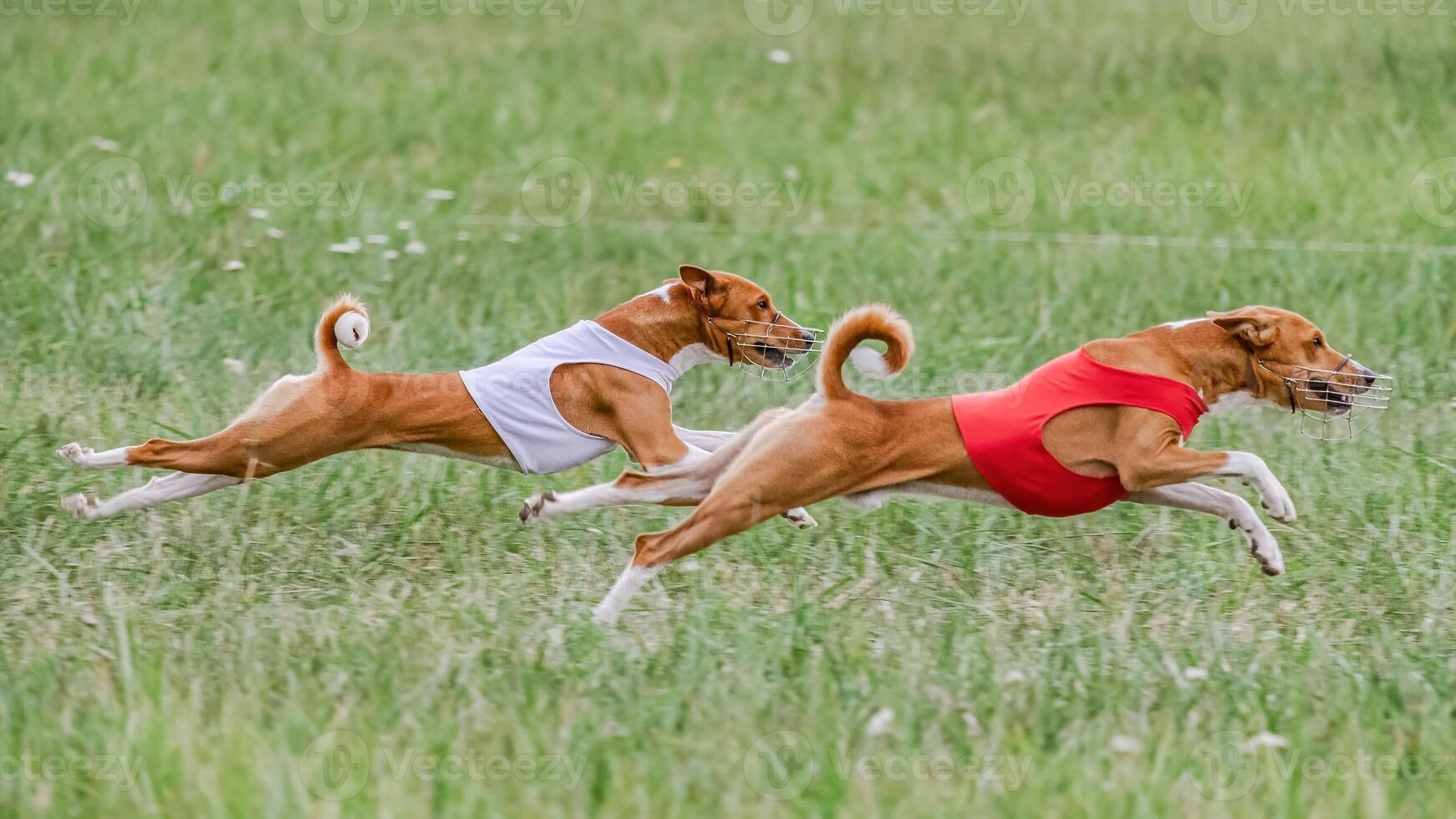 Two basenji dogs in red and white shirts running in the field on lure coursing competition photo