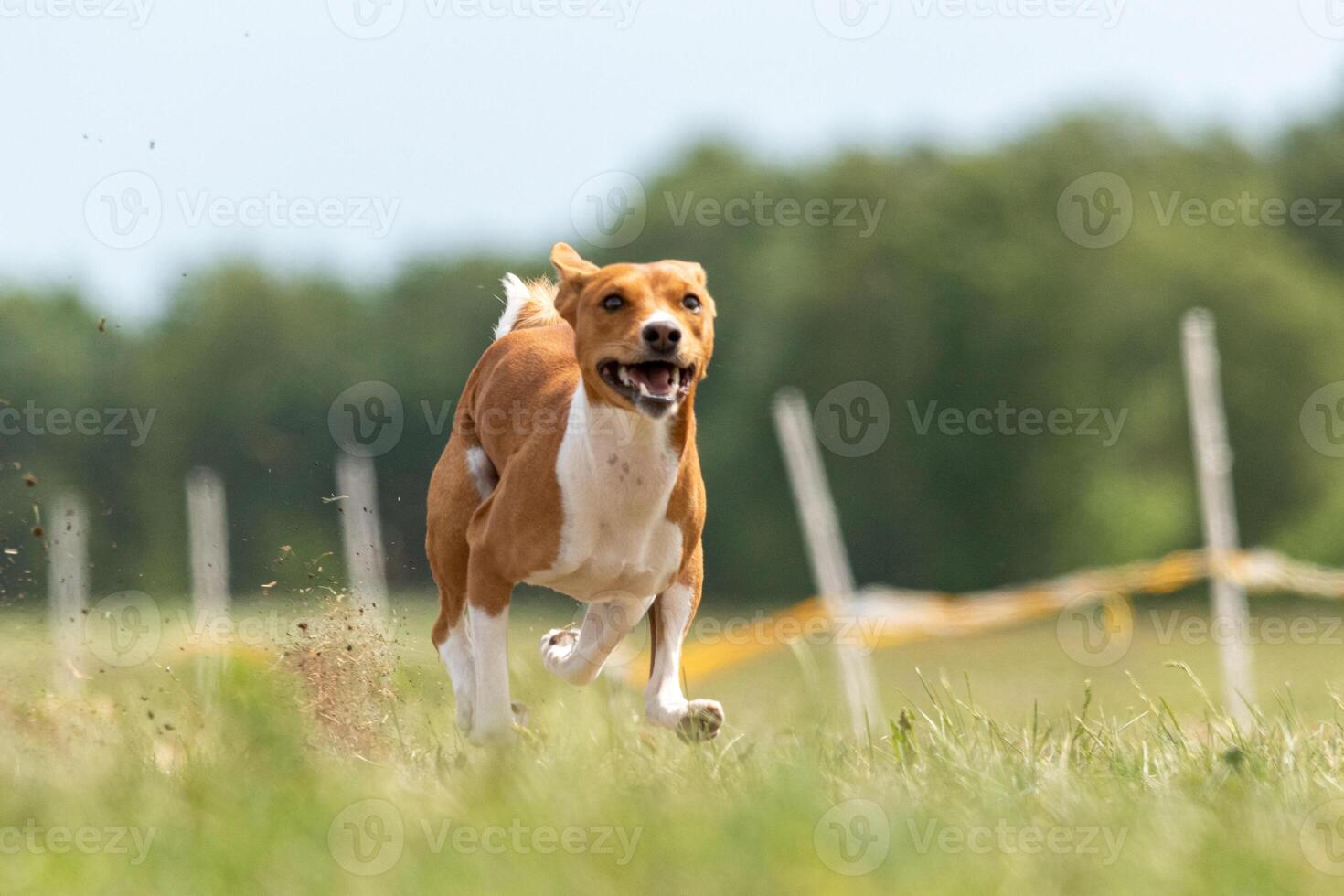 Basenji puppy first time running on the field photo