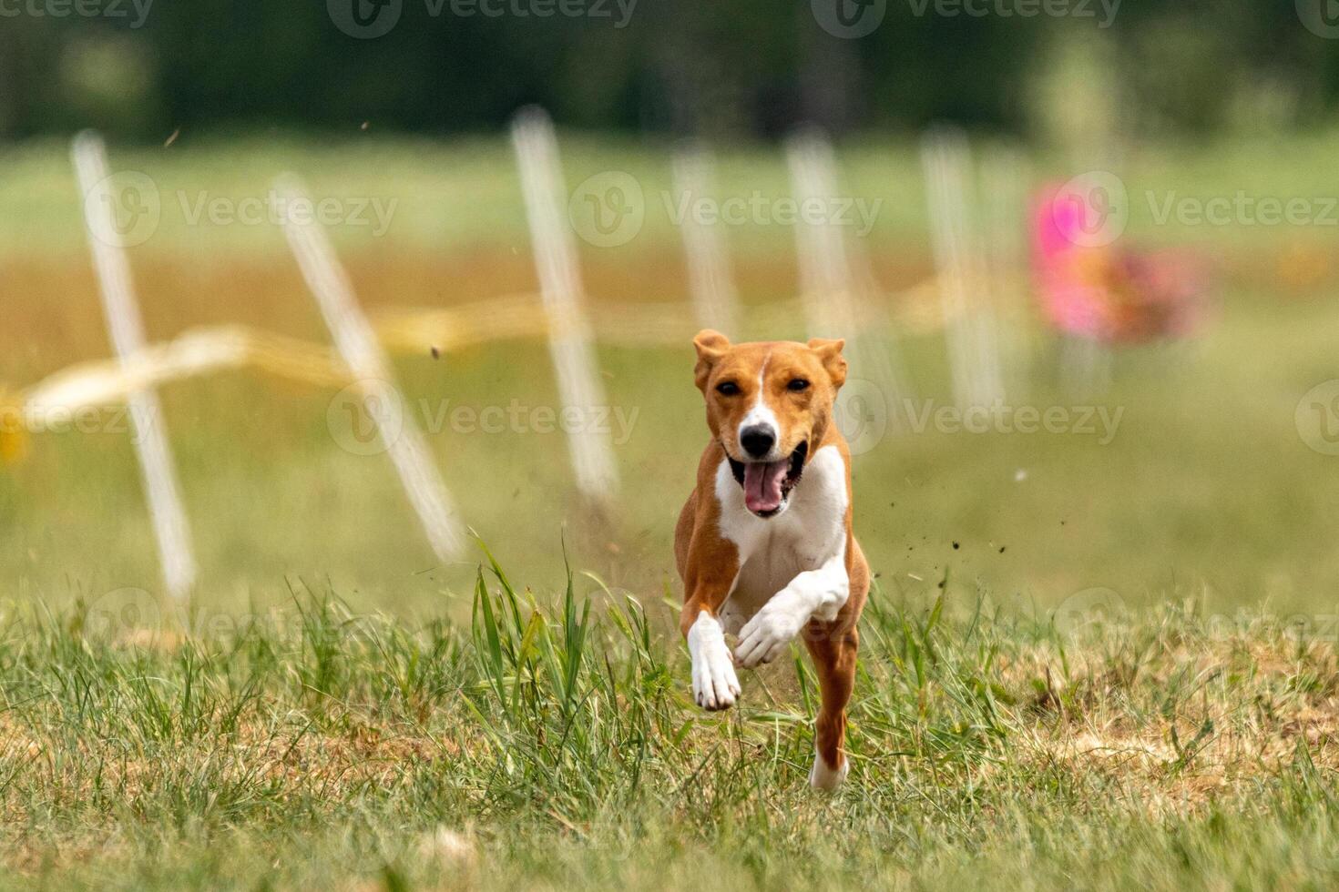 Basenji puppy first time running on the field photo
