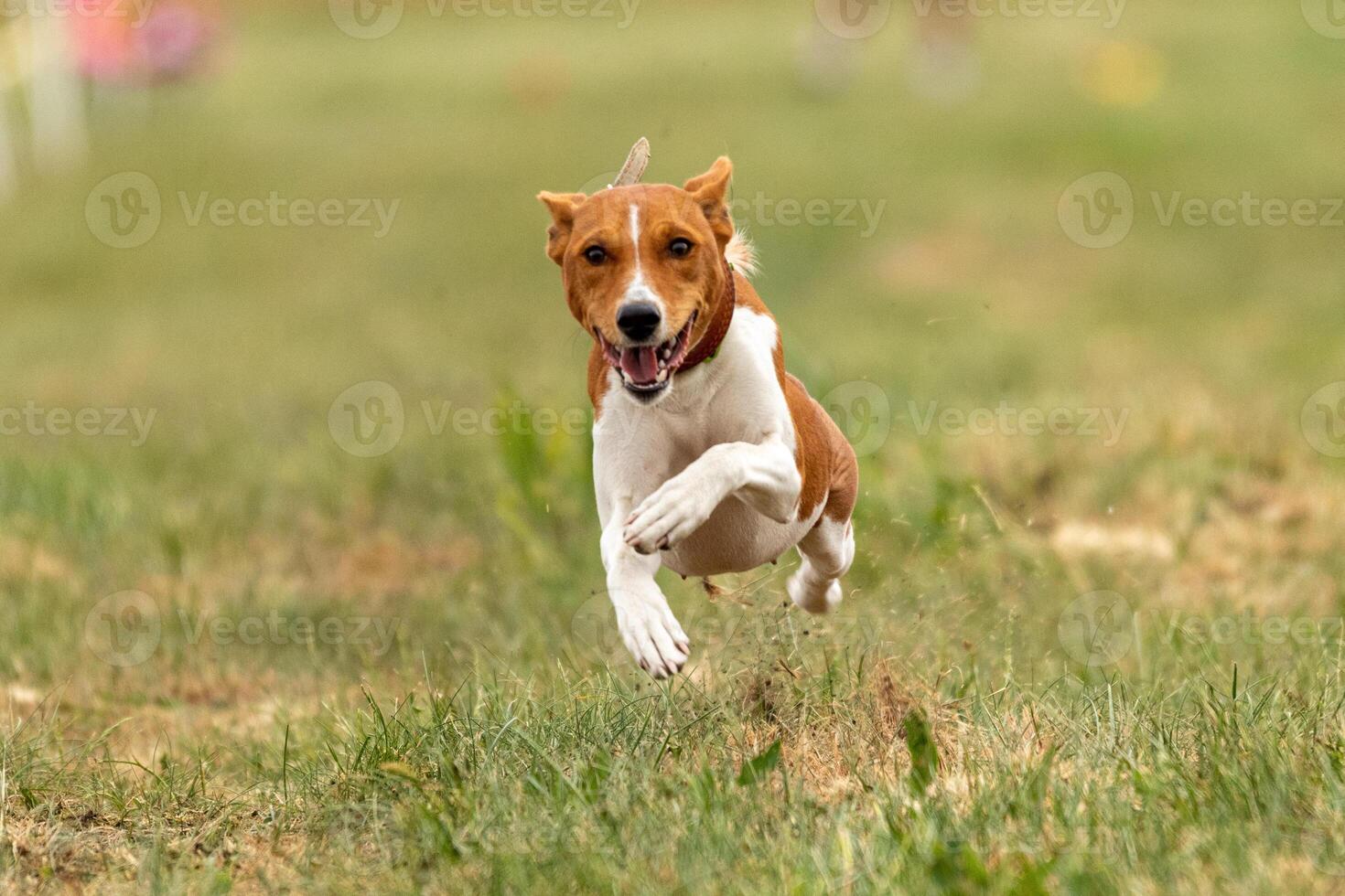 basenji lifted off the ground during the dog race photo