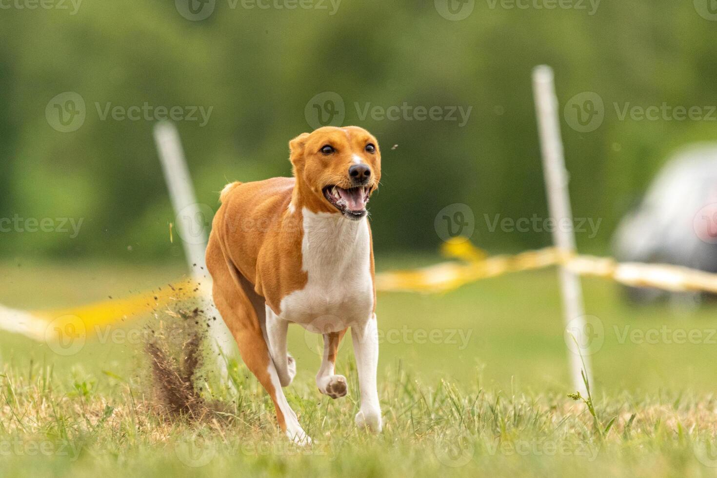 Basenji puppy first time running on the field photo