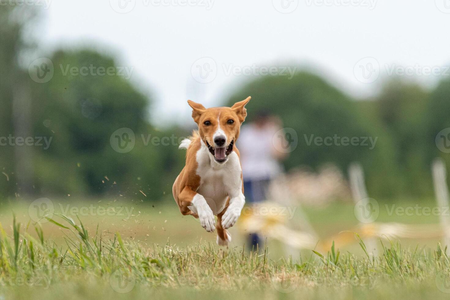 basenji lifted off the ground during the dog race photo