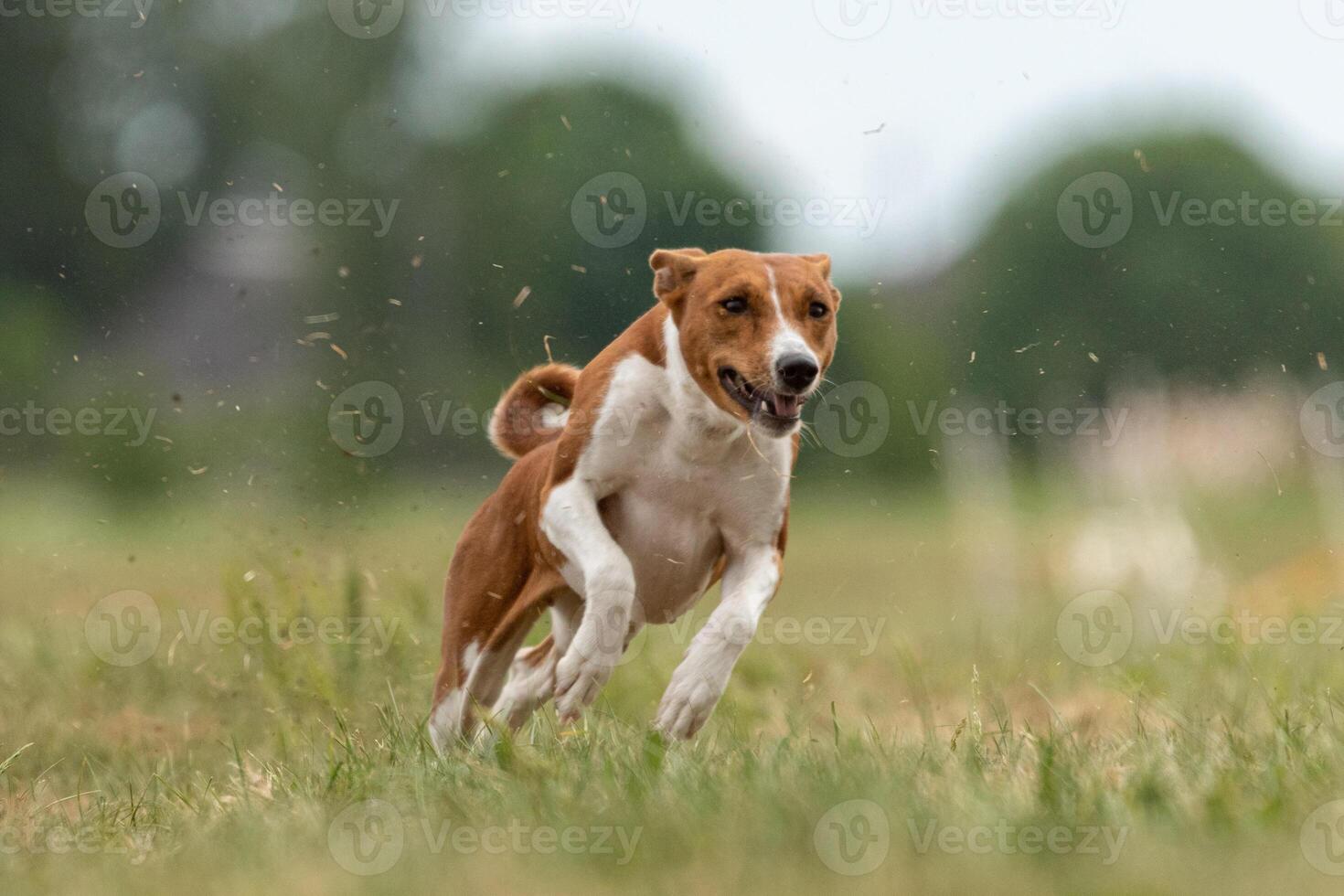 Basenji puppy first time running on the field photo