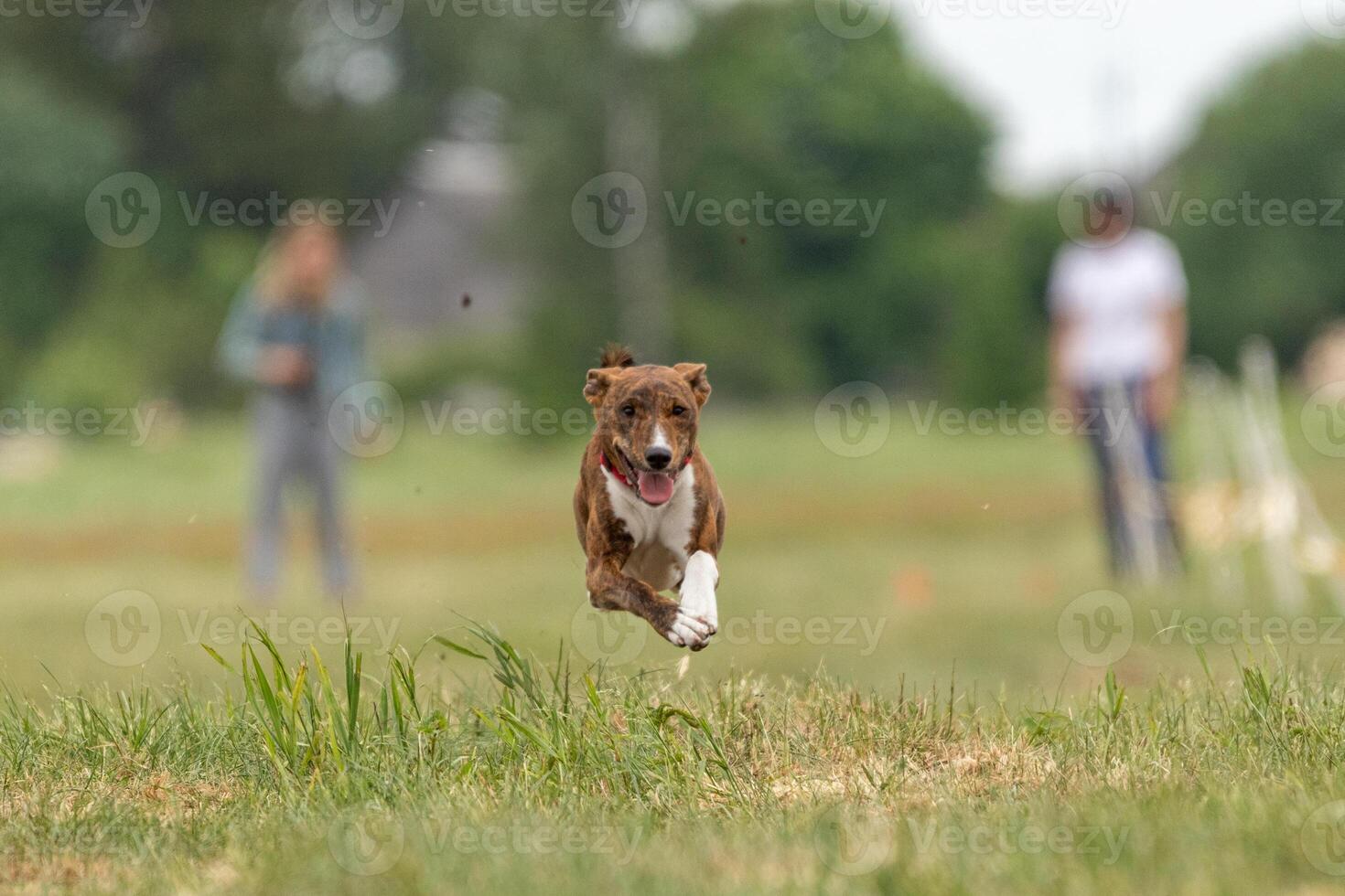 basenji lifted off the ground during the dog race photo