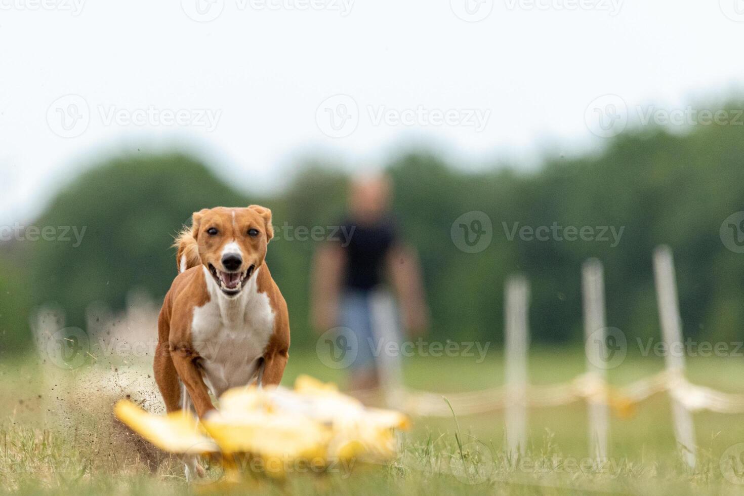 Basenji puppy first time running on the field photo
